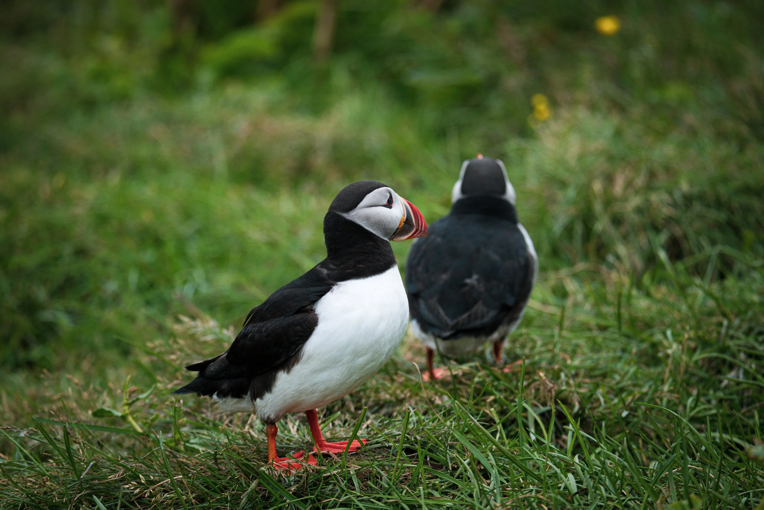 Two puffin birds standing on green grass, one facing the camera and the other facing away. The puffins have black and white plumage with orange beaks and feet.