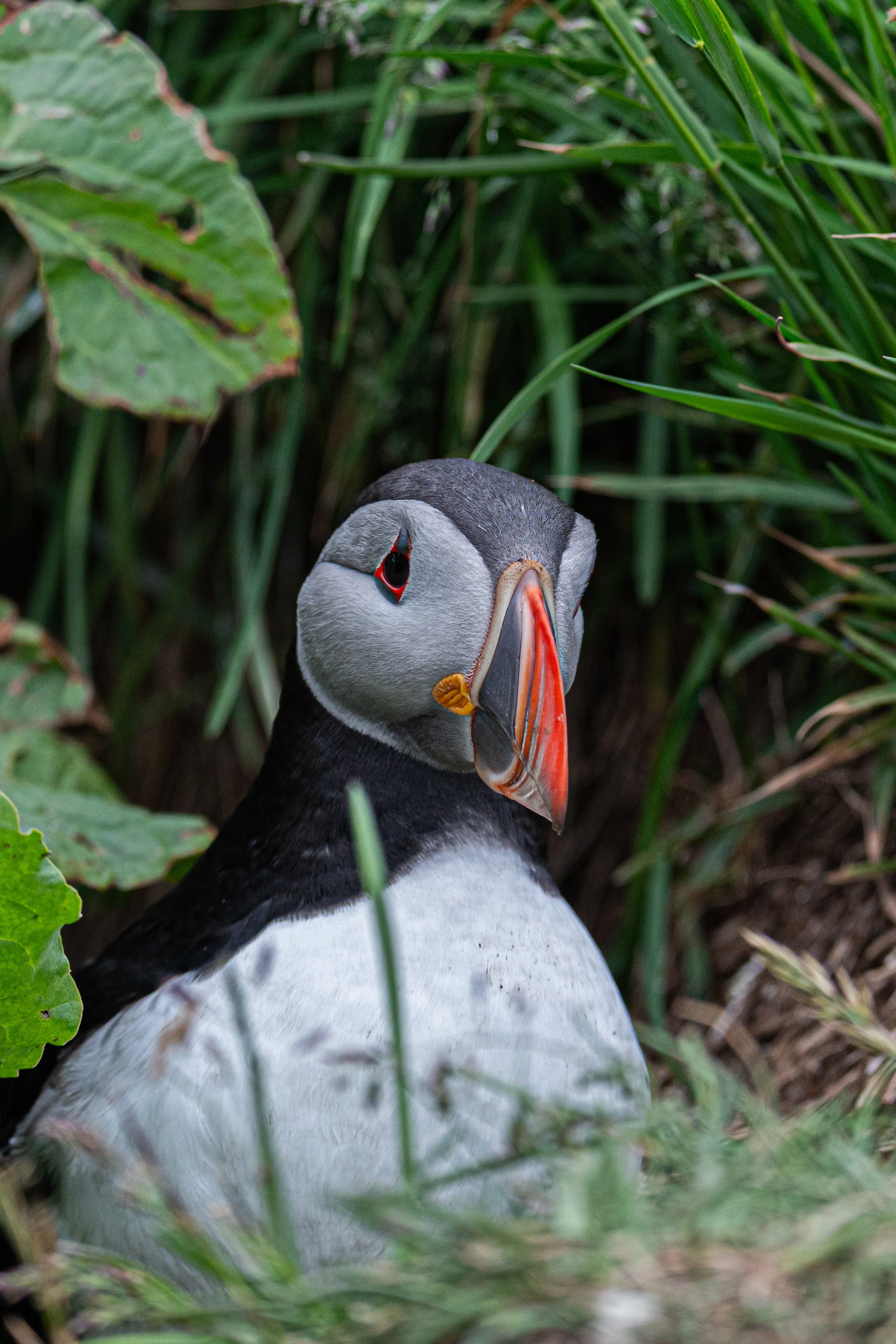 A close-up photo of a puffin bird amid tall green grass and leaves.