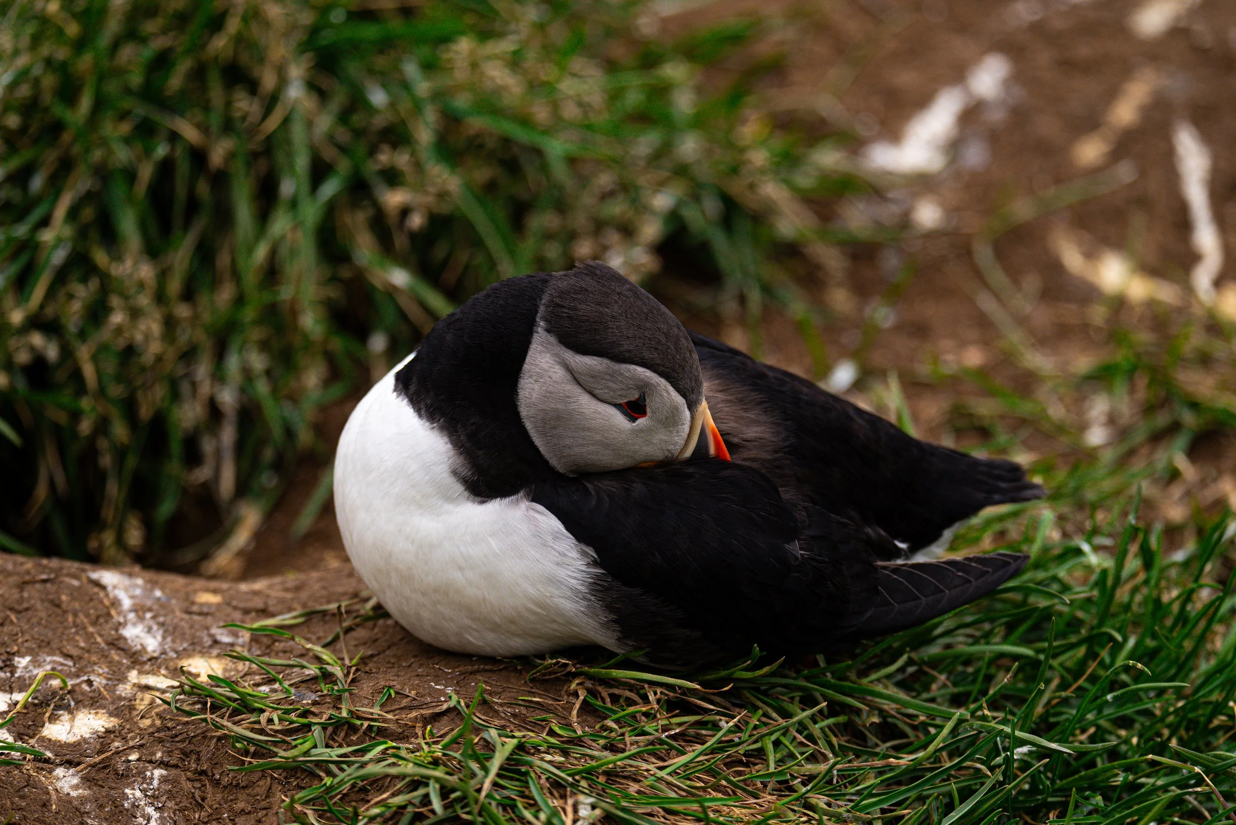 A puffin bird with black and white plumage, resting on the ground with green grass and dirt in the background.