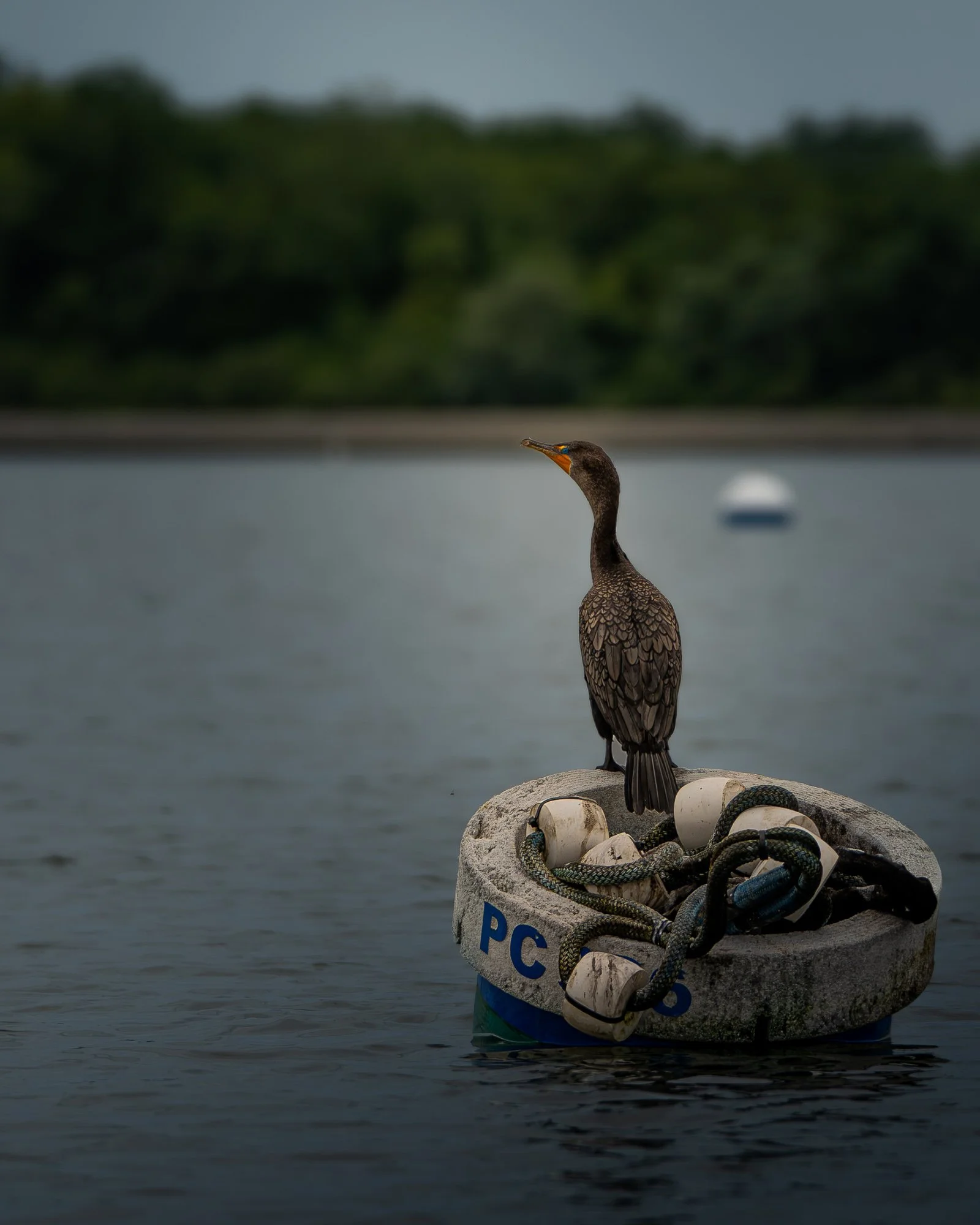 A cormorant bird perched on a boating buoy on the water, with a wooded shoreline and a cloudy sky in the background.