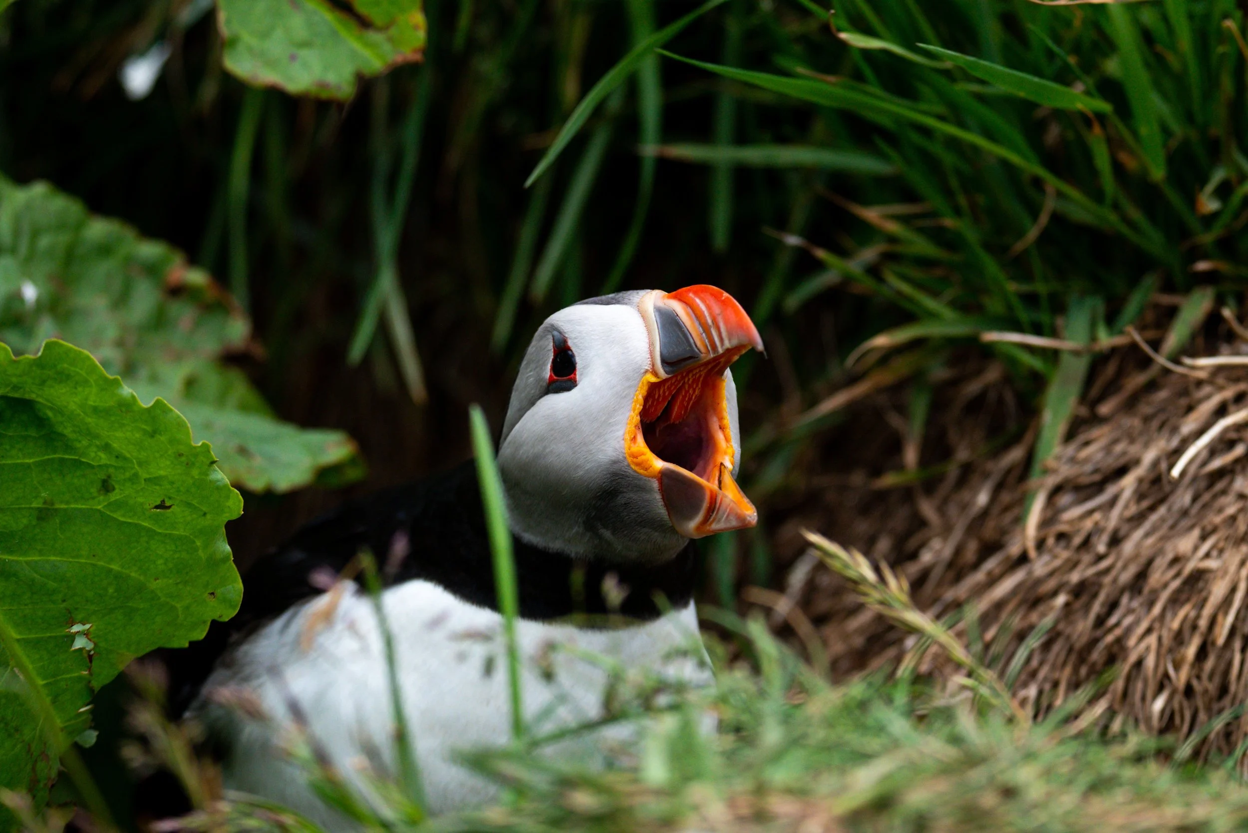 A puffin with a colorful beak and black and white plumage peeking out from lush green vegetation.