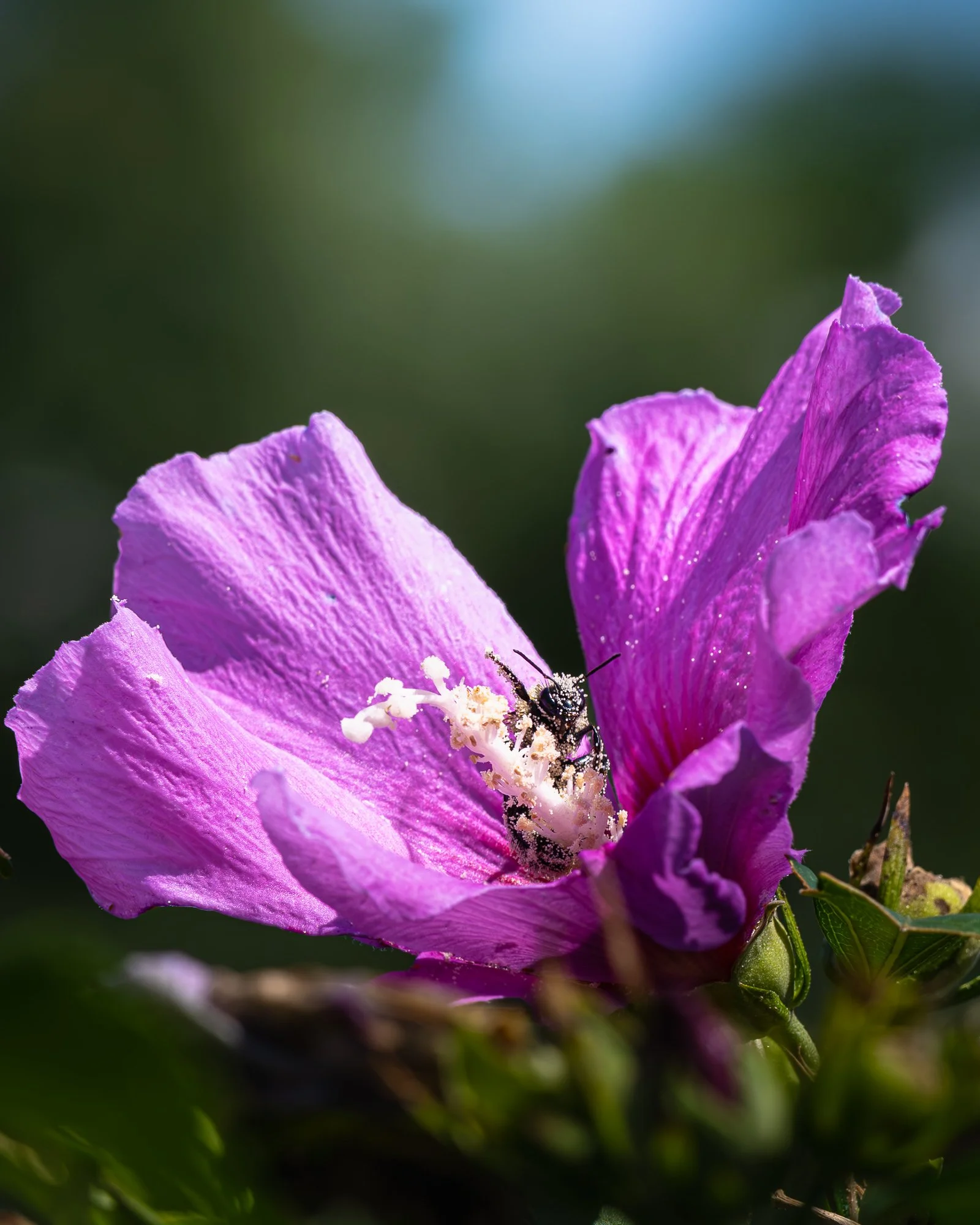 Close-up of a vibrant pink and purple flower with a bee on its stamen, against a blurred green background.
