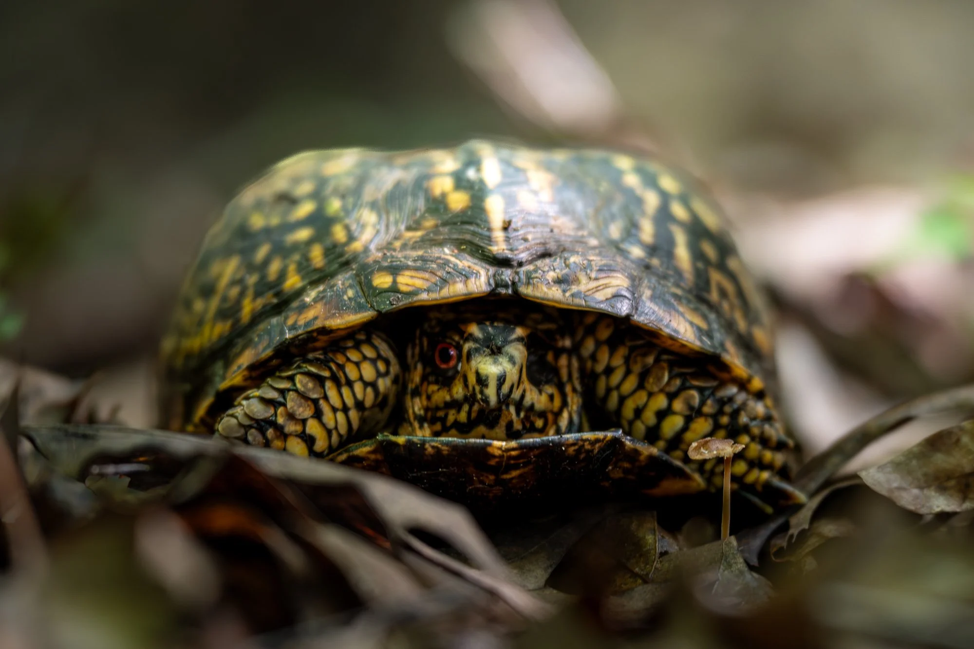 A close-up of a turtle with colorful patterned shell and yellow markings on its head, resting on forest floor among leaves.