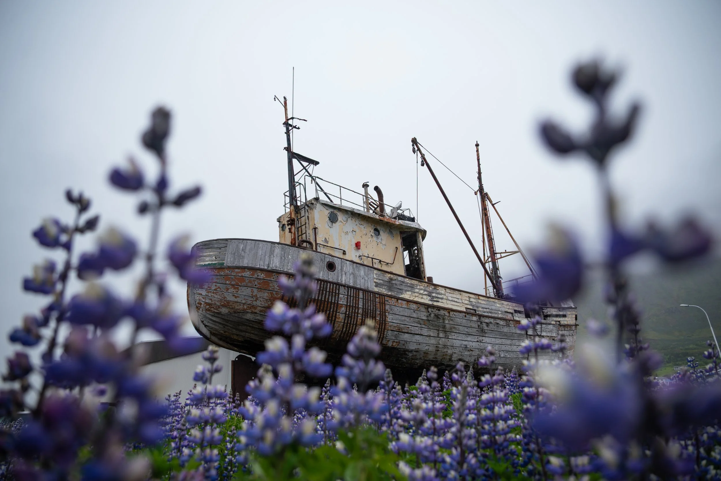 An old, rusty boat with peeling paint and weathered wood is seen afloat, surrounded by vibrant purple flowers with green leaves in the foreground and a gray, overcast sky in the background.