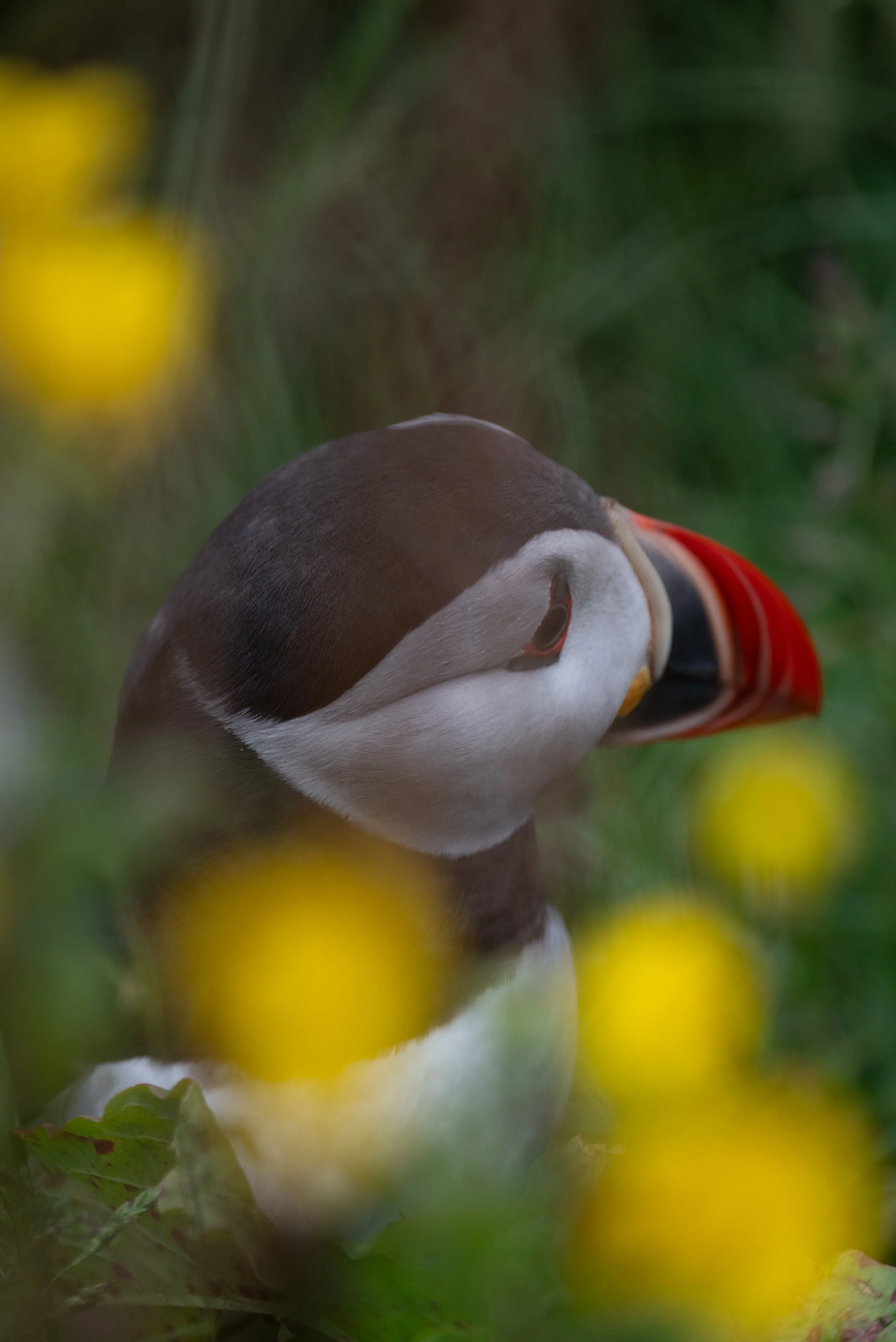 A close-up of a puffin with a black head, white face, orange beak, pinkish legs, and a red and black body, partially obscured by green leaves and yellow flowers.