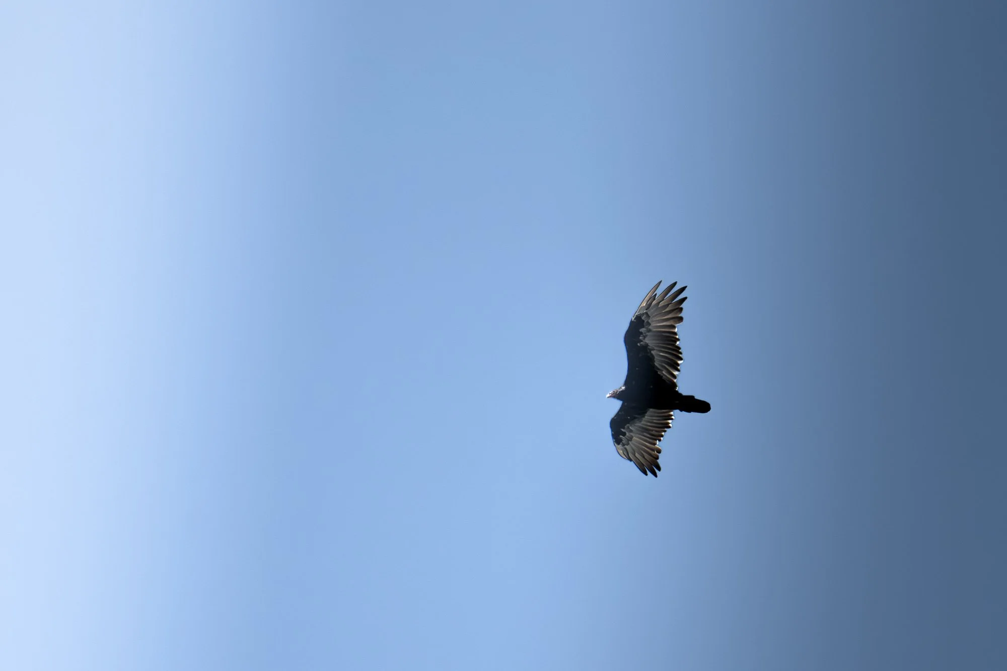 A bird flying in a clear blue sky.
