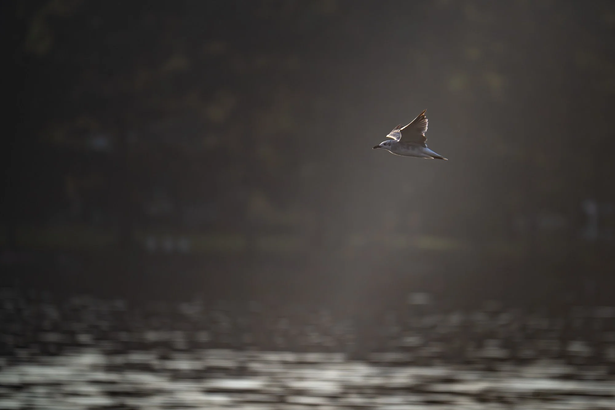 A seagull flying over a beach at sunset or sunrise with a dark cloudy sky.