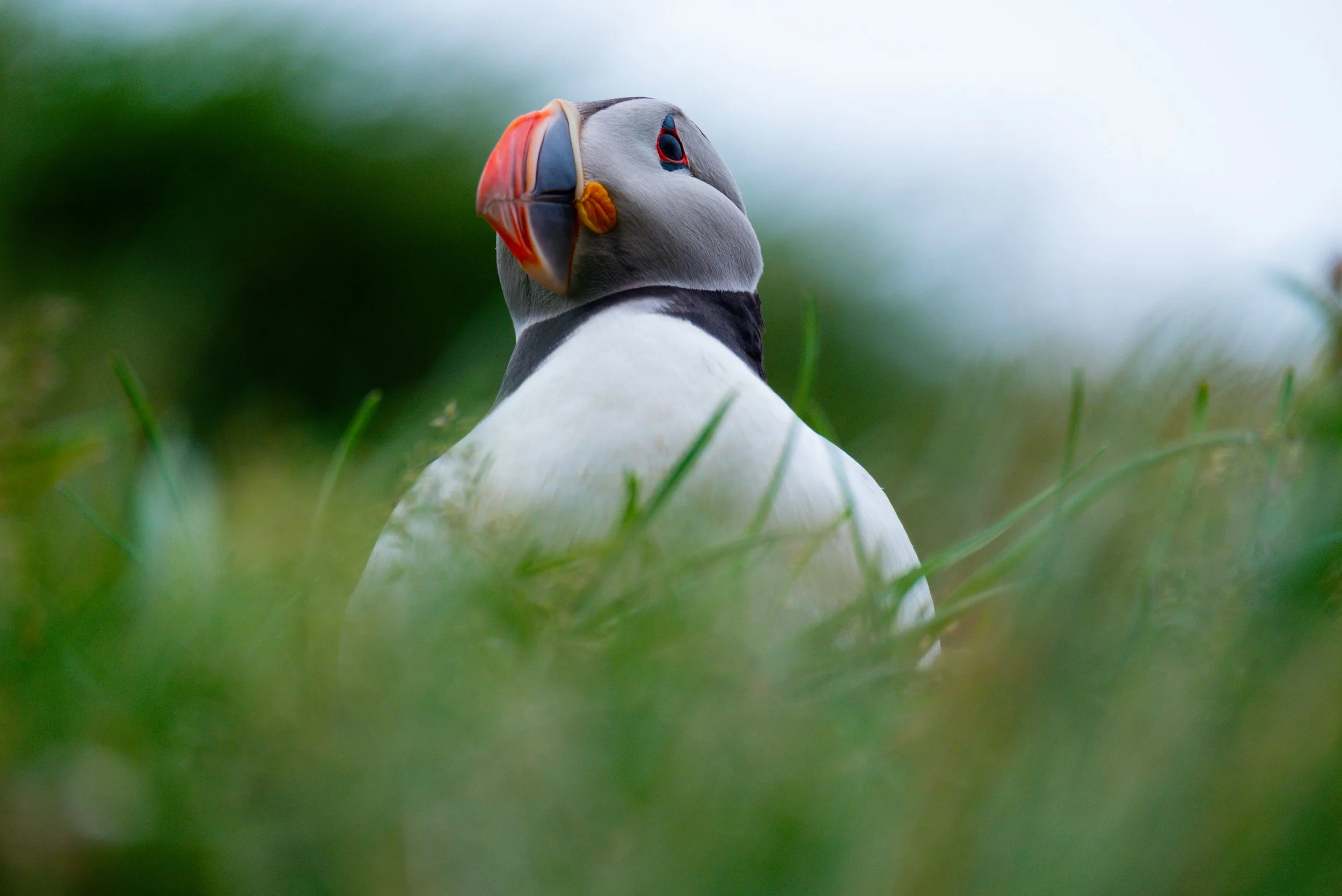 A puffin bird standing on grass with a blurred green background.