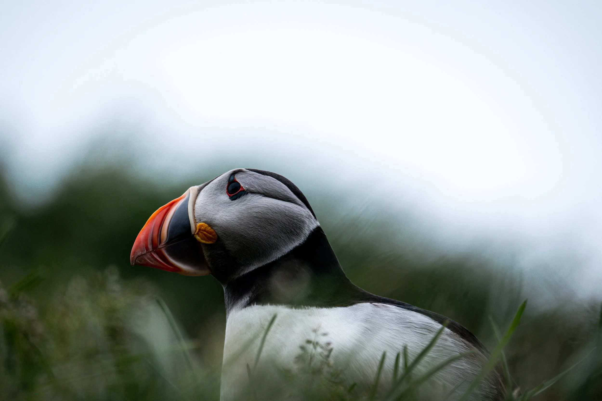 A close-up of a puffin bird's head, showing its colorful beak and black and white feathers, with a blurred grassy foreground and sky in the background.