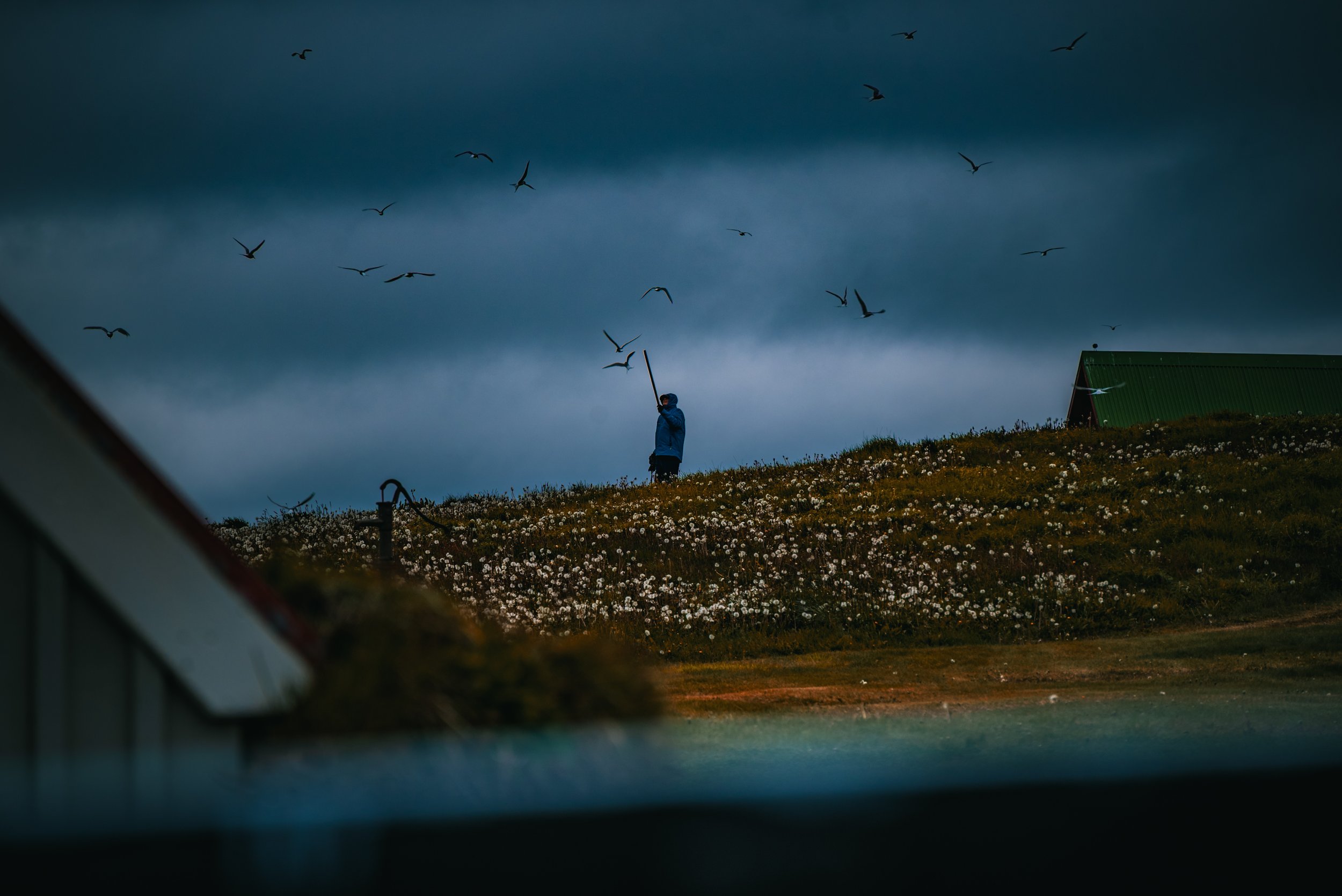 A person standing in a field during cloudy weather, surrounded by white flowers, with birds flying overhead and a green roof building in the background.