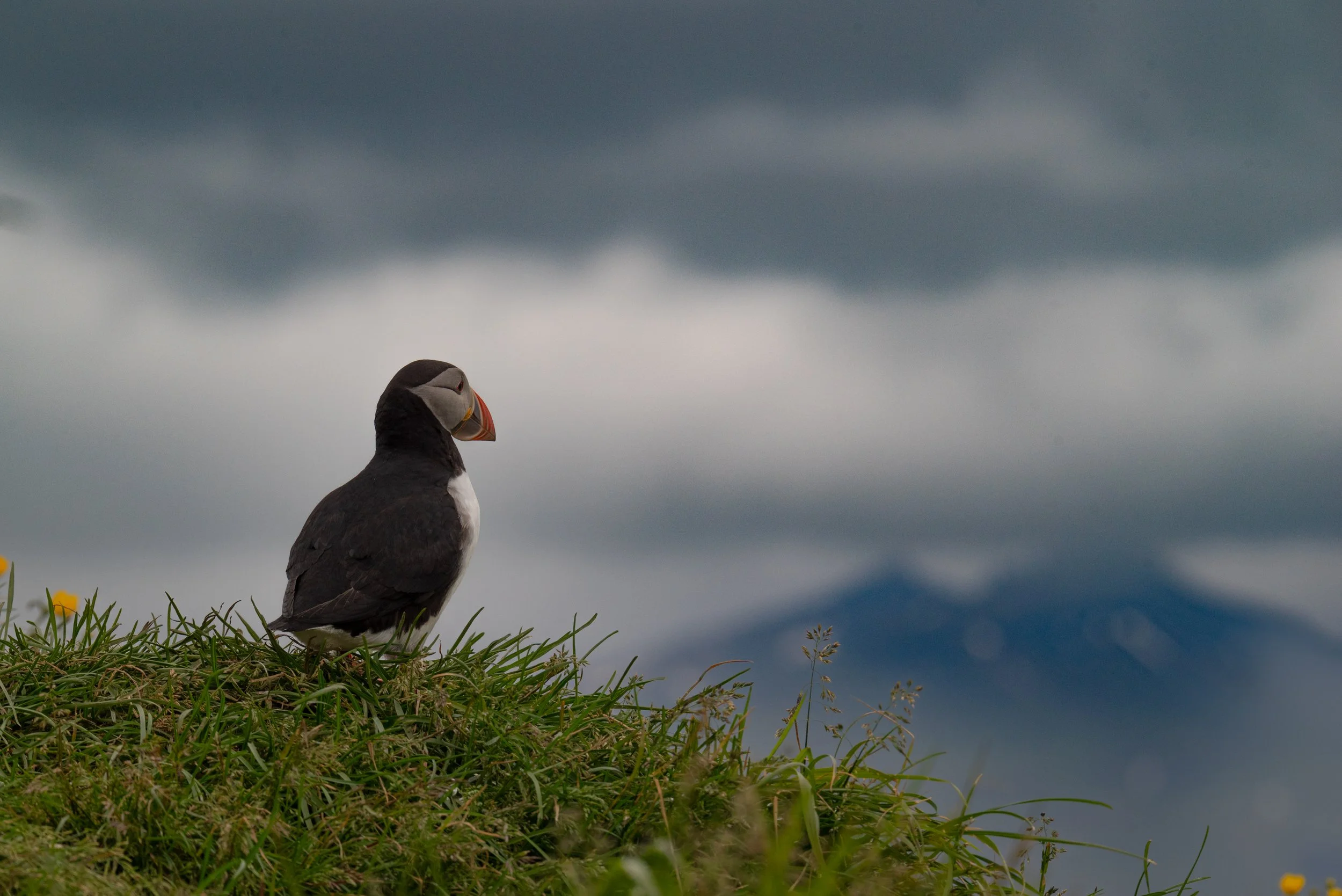A puffin standing on grass near a yellow flower, with dark clouds and a cloudy sky in the background.