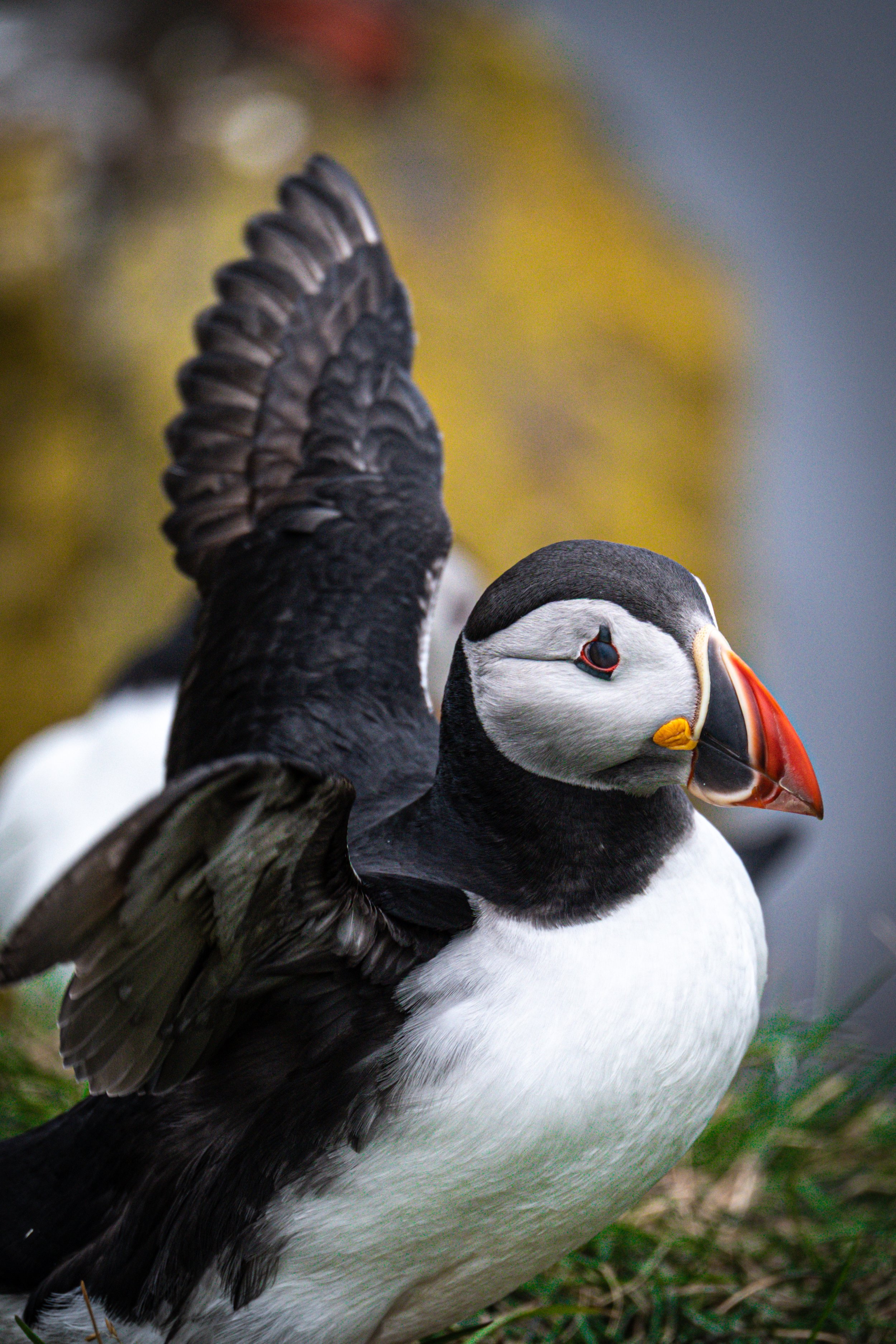 A close-up of a puffin with its beak touching its raised wing, showing black and white feathers, orange beak, and red eye, with a blurred background.