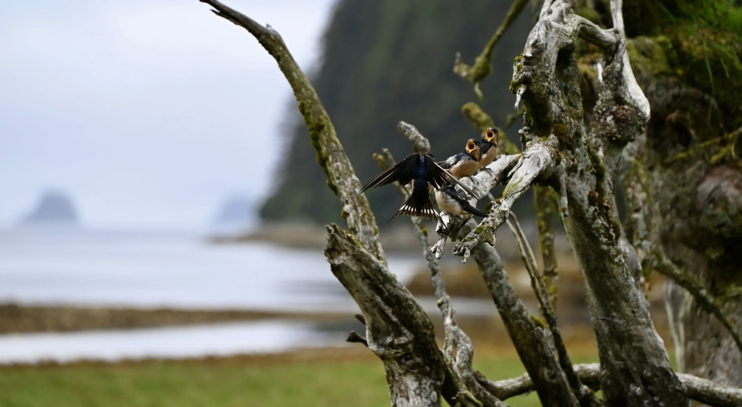 Two small birds with open beaks perched on a twisted, moss-covered branch near a body of water, with a blurred background of water and distant landforms.