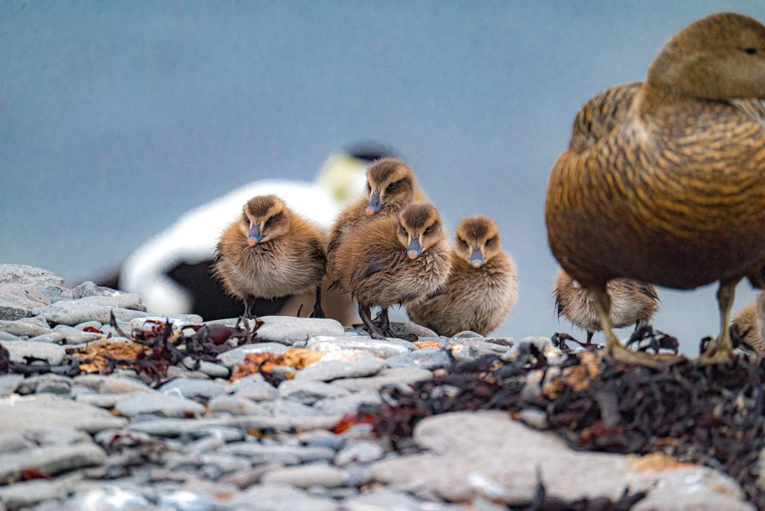 A group of ducklings walking on a rocky surface with a duck partly visible on the right side of the image.
