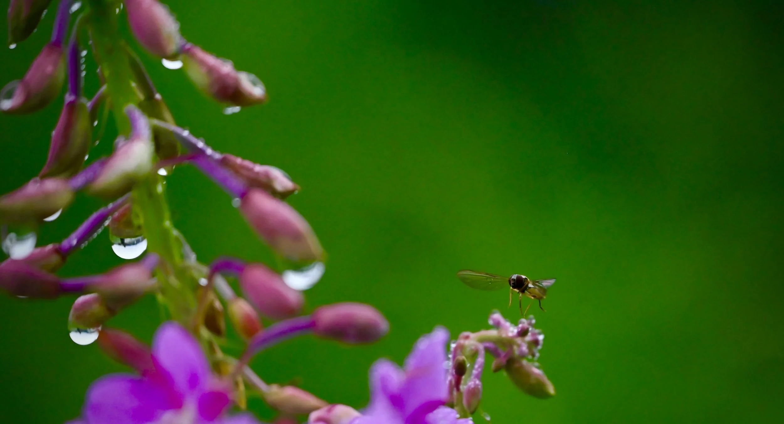 Close-up of pink and purple flower with dew drops and a small flying insect against a green background.