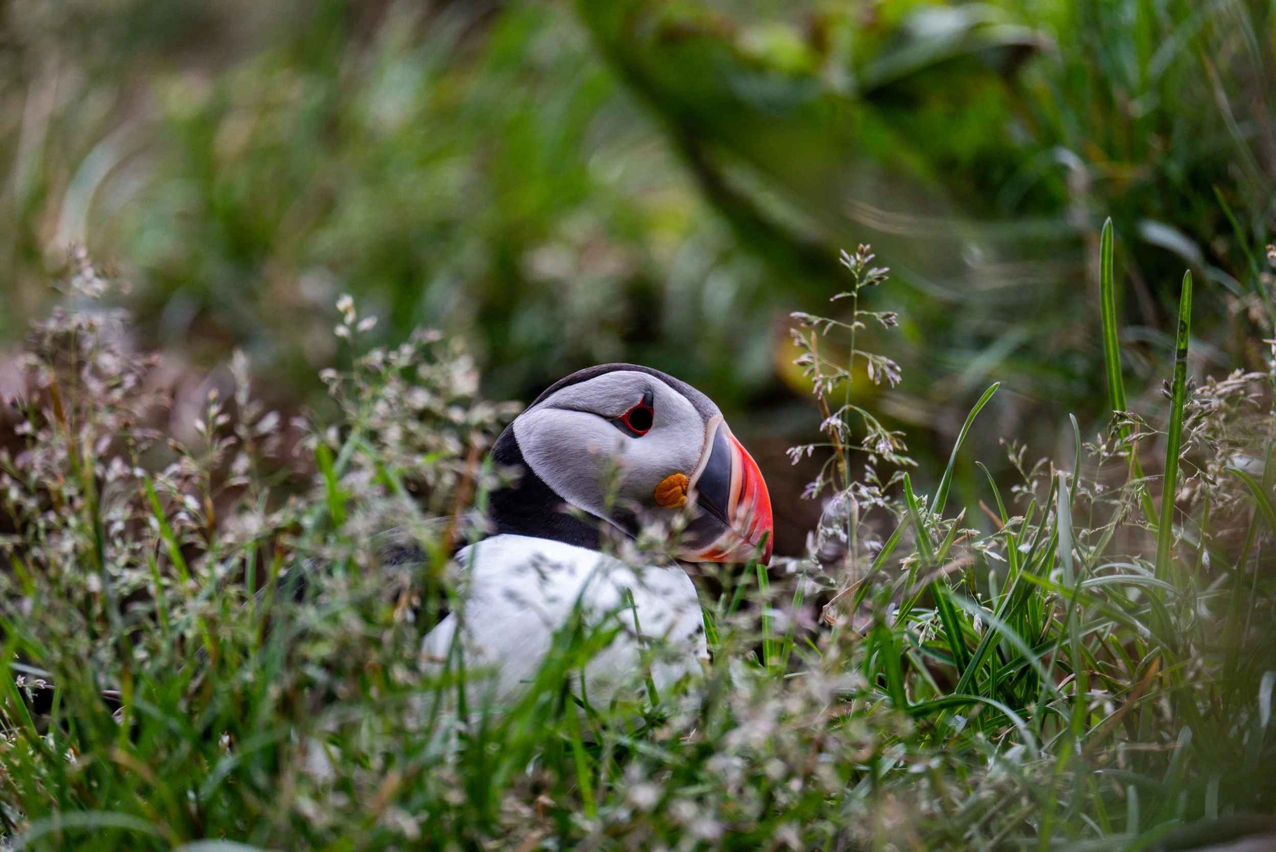 A puffin with a colorful beak sitting among green grass and plants in a natural environment.