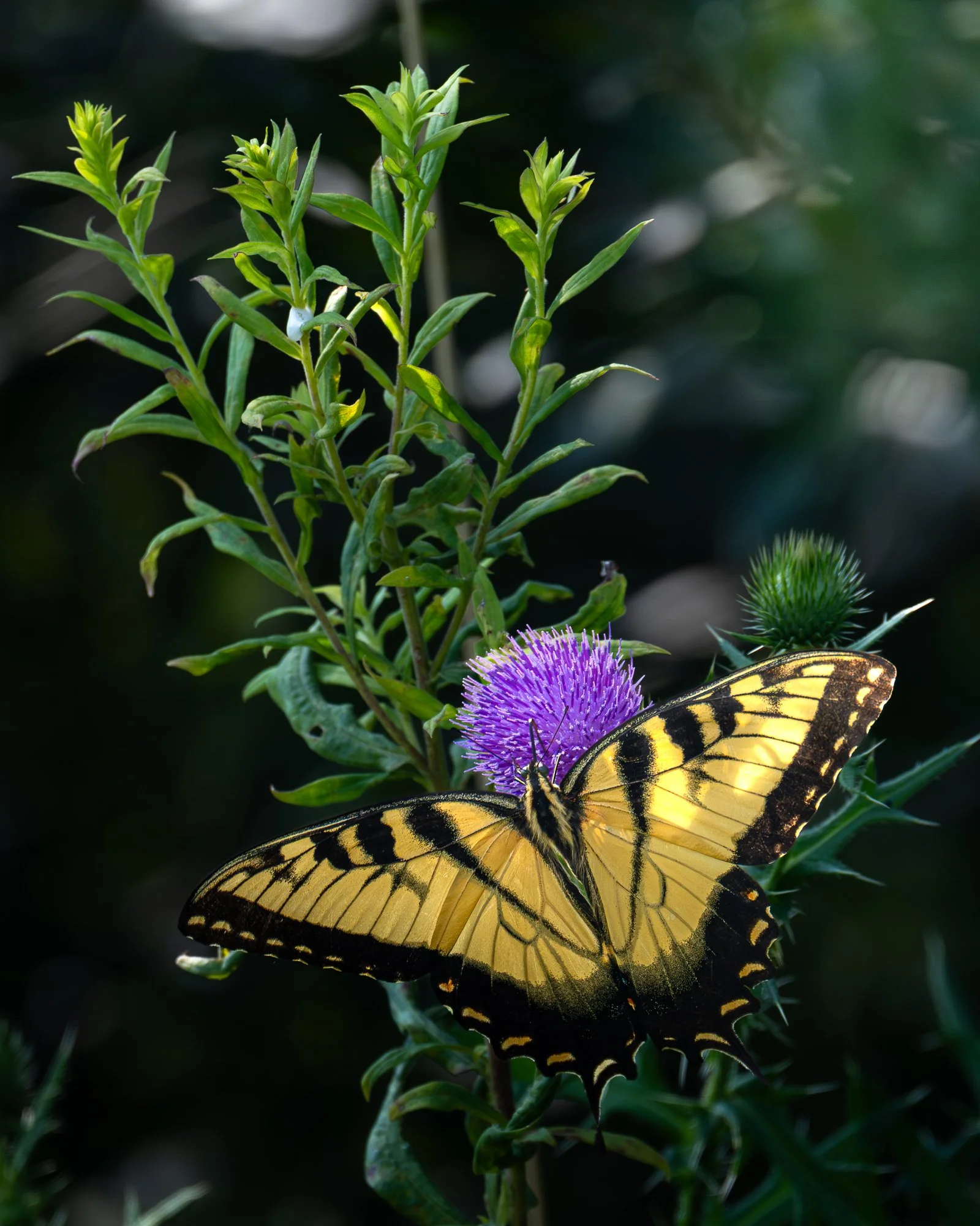 A yellow and black butterfly perched on a purple thistle flower, with green leaves and a blurred dark background.
