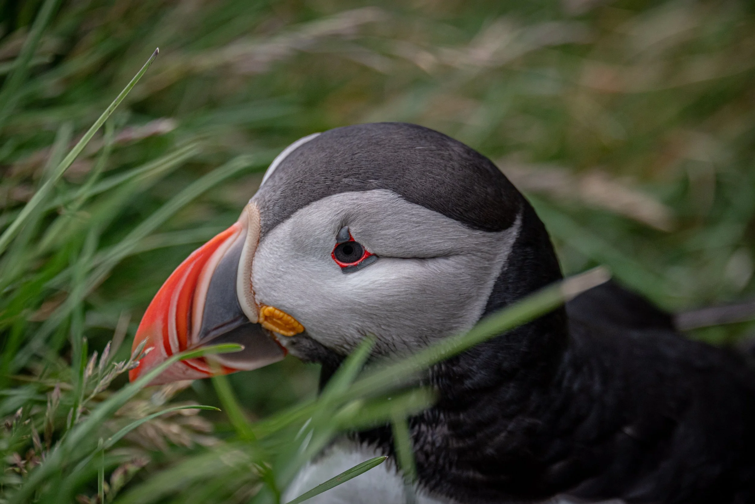 A close-up of a puffin resting among green grass, showing its distinctive white face, black head, and orange beak.