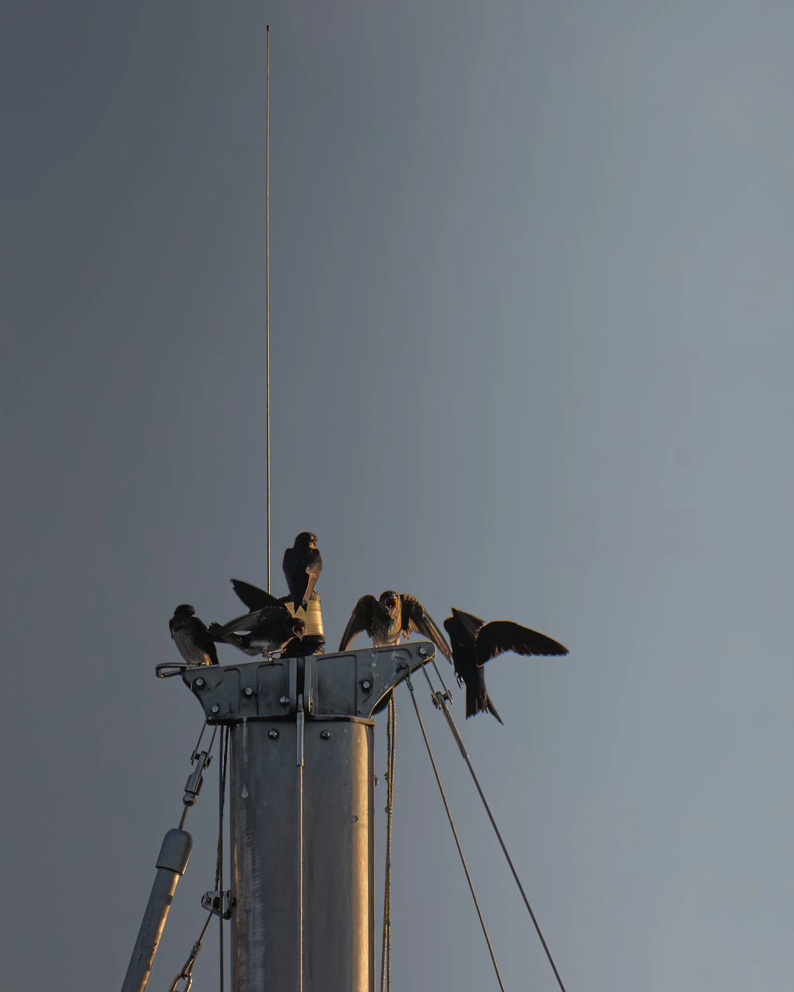 Birds perched on a tall metal antenna or tower against a clear sky.