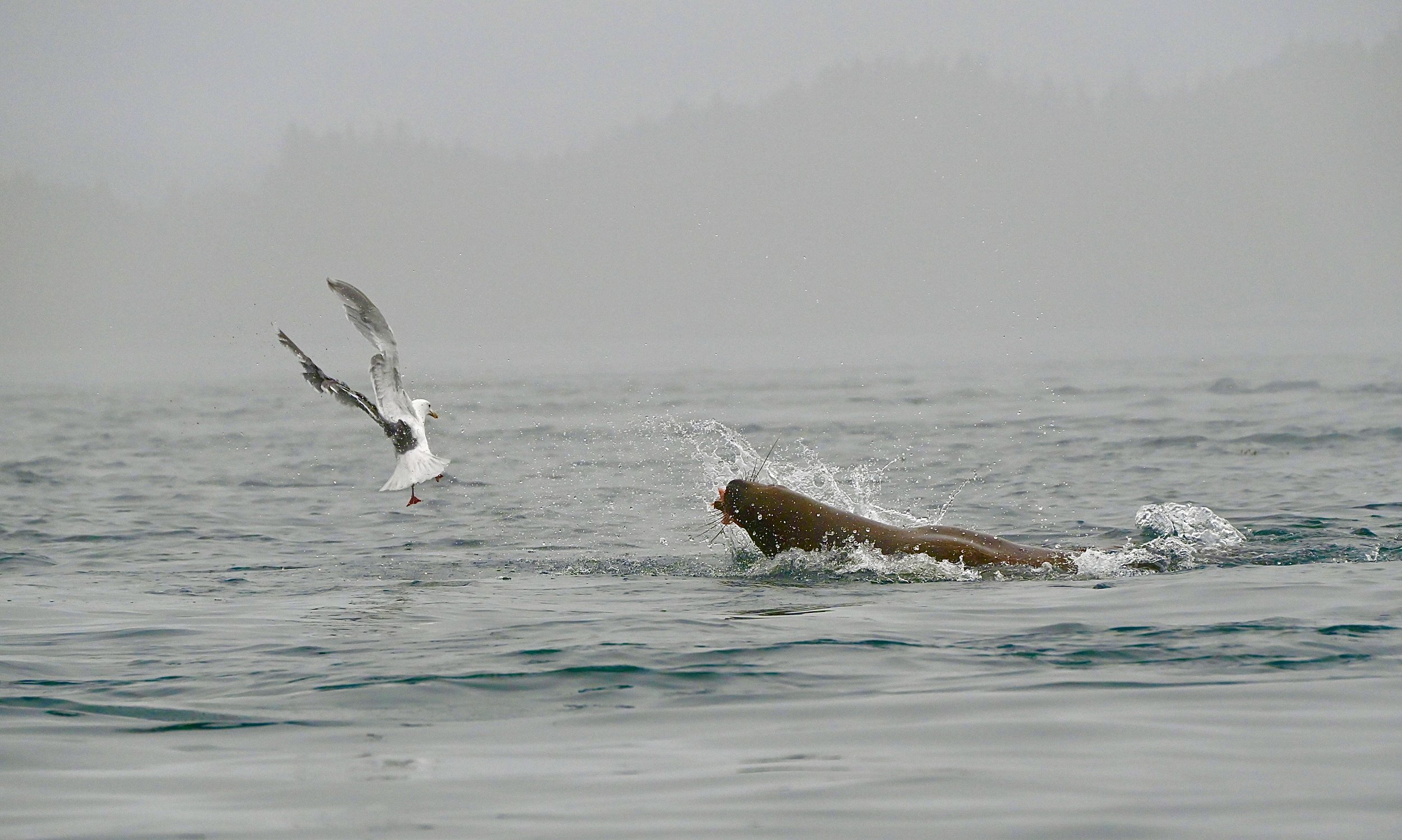 A fish jumping out of the water with a seagull catching it mid-air