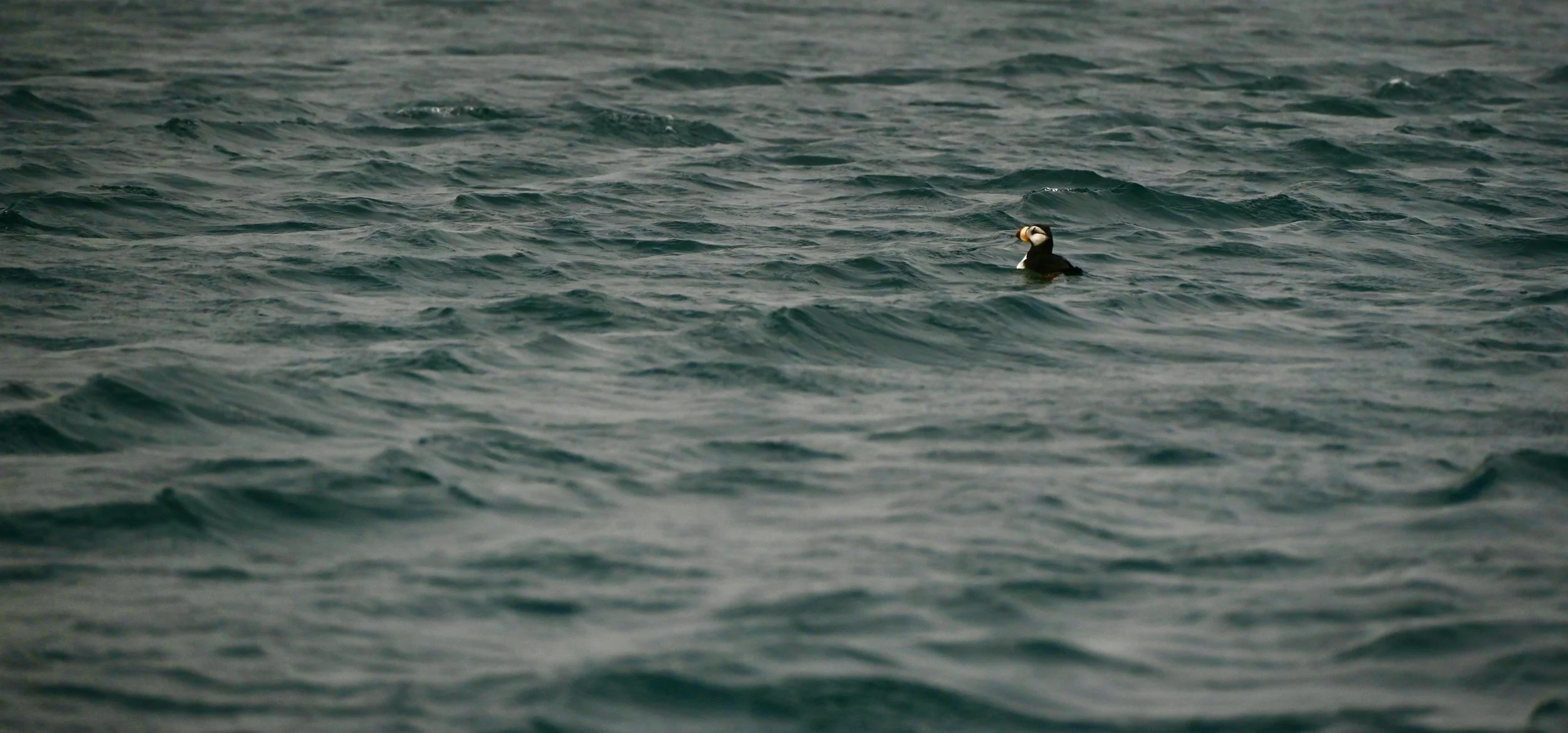 A puffin bird floating on the water in the ocean.
