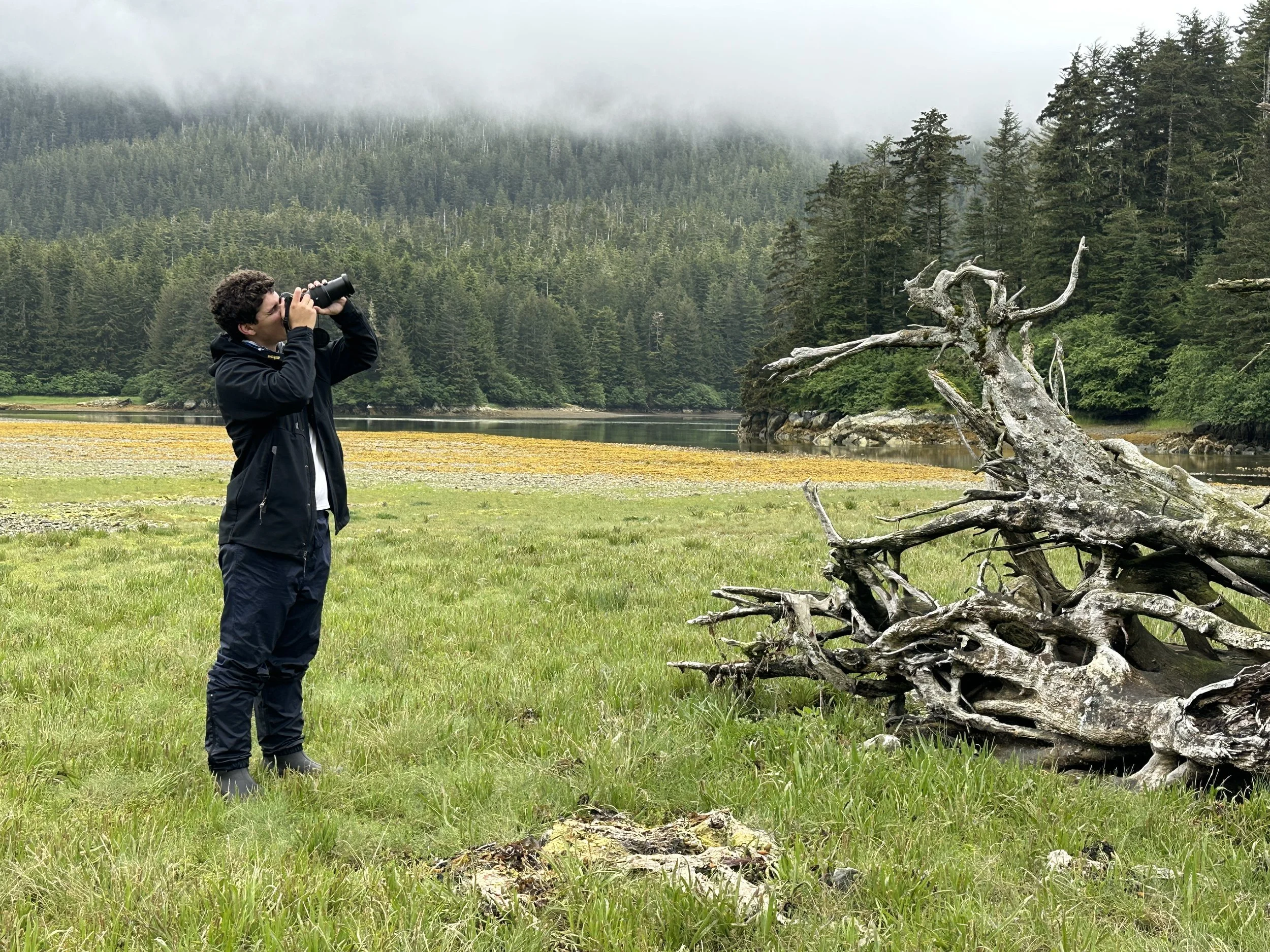 A person using binoculars to observe a gnarled, weathered tree by a lake in a forested, mountainous area with misty hills in the background.
