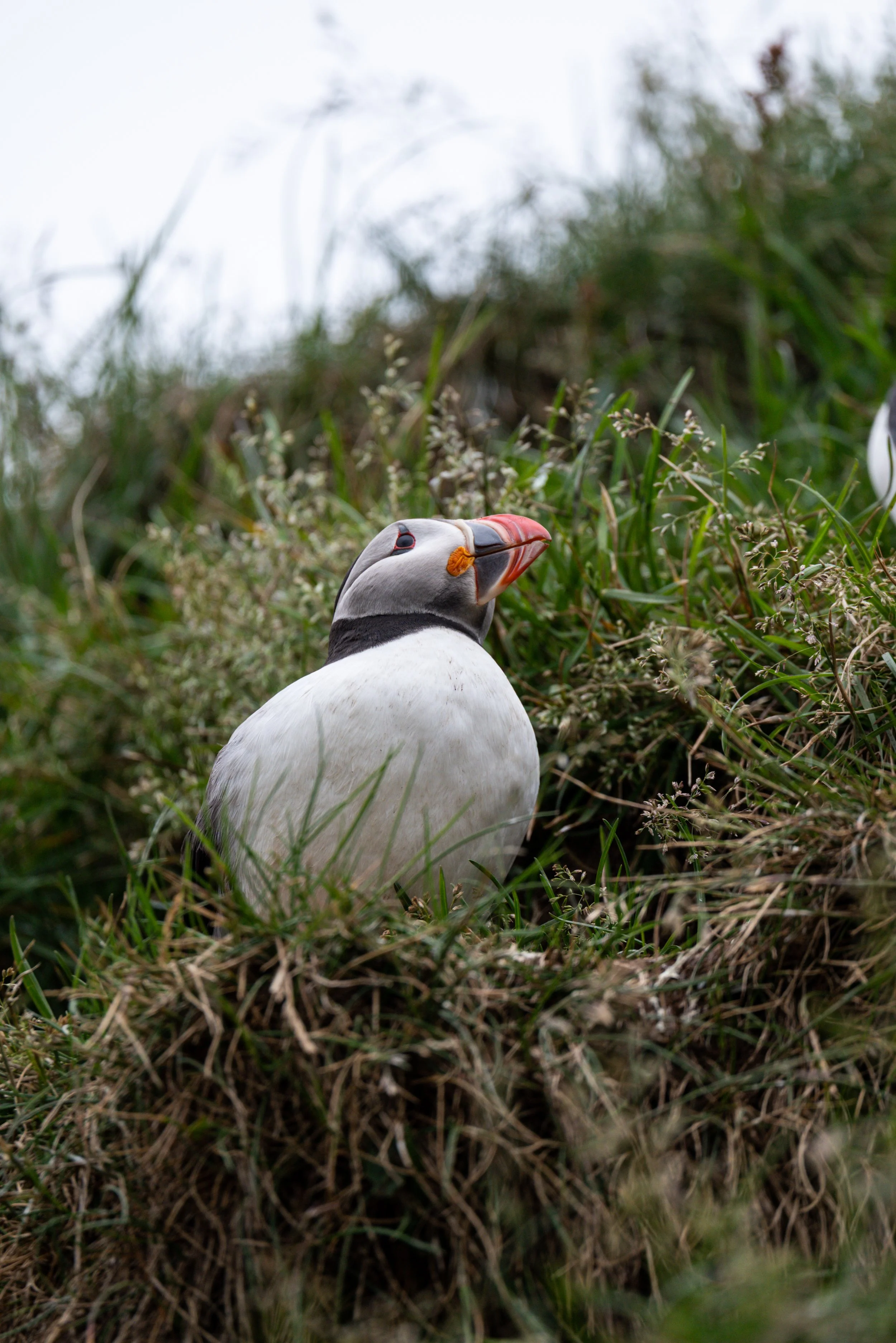 A puffin standing among green grass and plants in a natural setting.