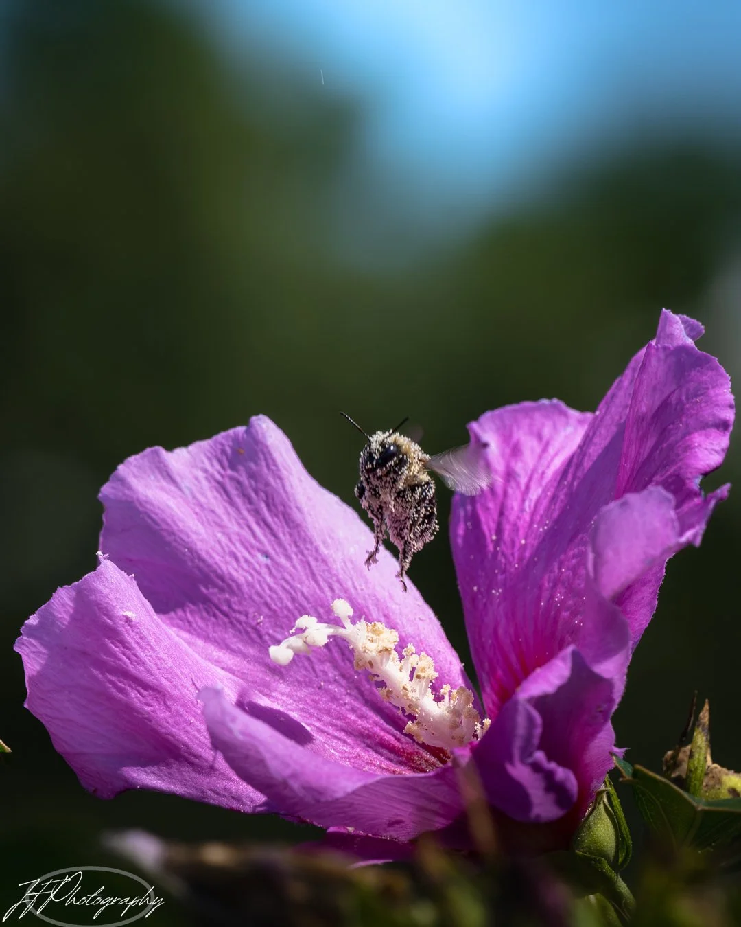 Close-up of a bee on a pink flower with visible white stamens, dark background with blurred green and blue tones.