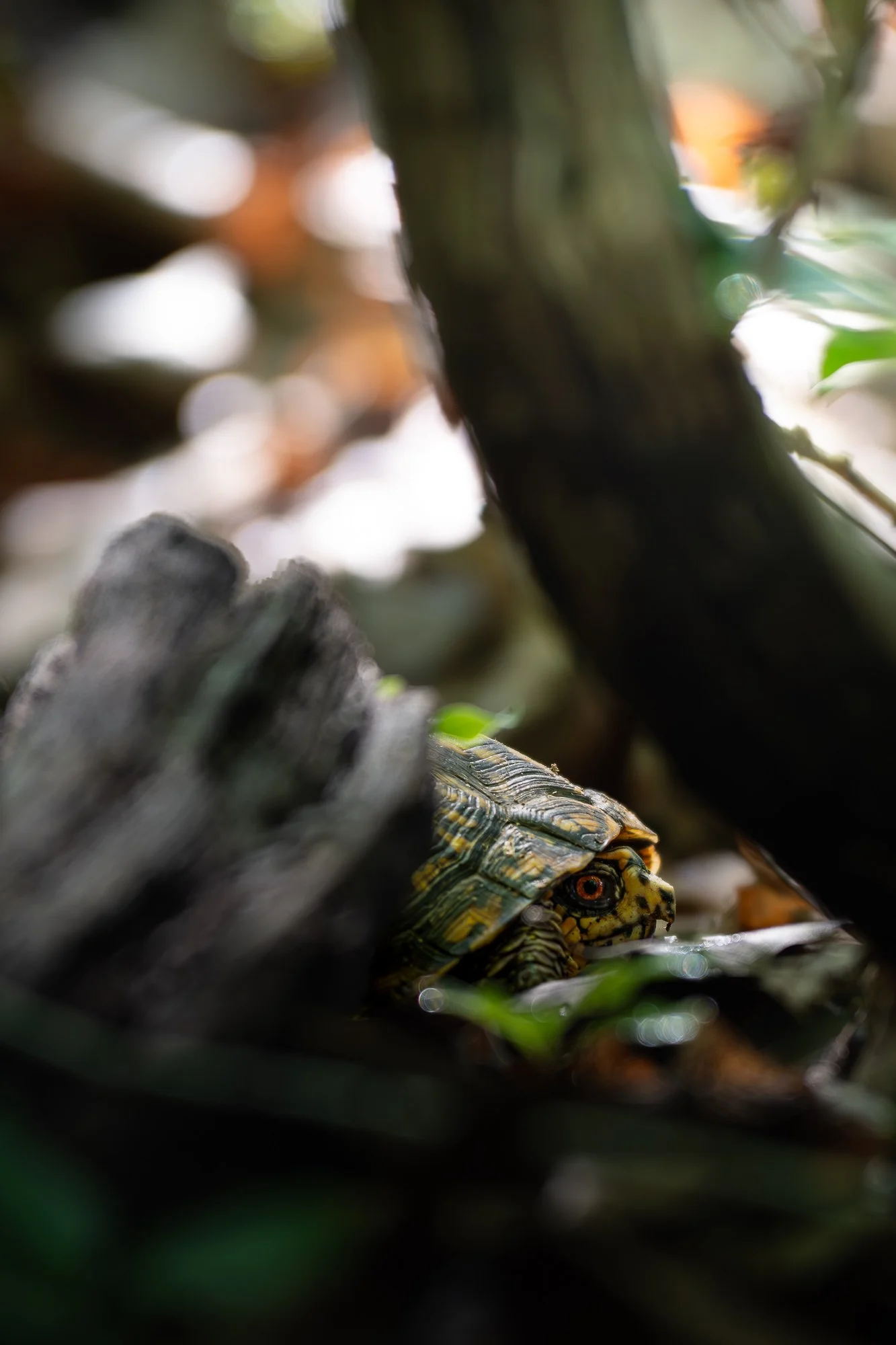 A turtle hiding under leaves and branches with only its head and part of its shell visible, showing its patterned skin and alert eyes.