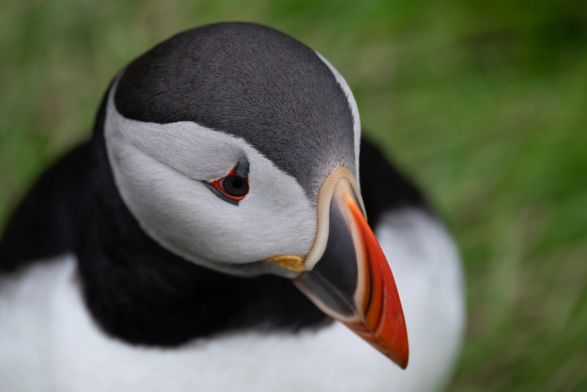 Close-up of a puffin bird's face with a colorful beak and black, white, and gray feathers, against a blurred green background.