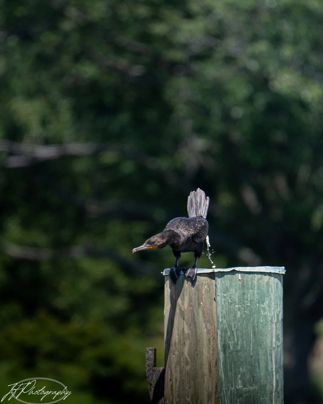 A black bird with an orange beak perched on a weathered wooden post, water droplets dripping from its tail, with blurred green trees in the background.