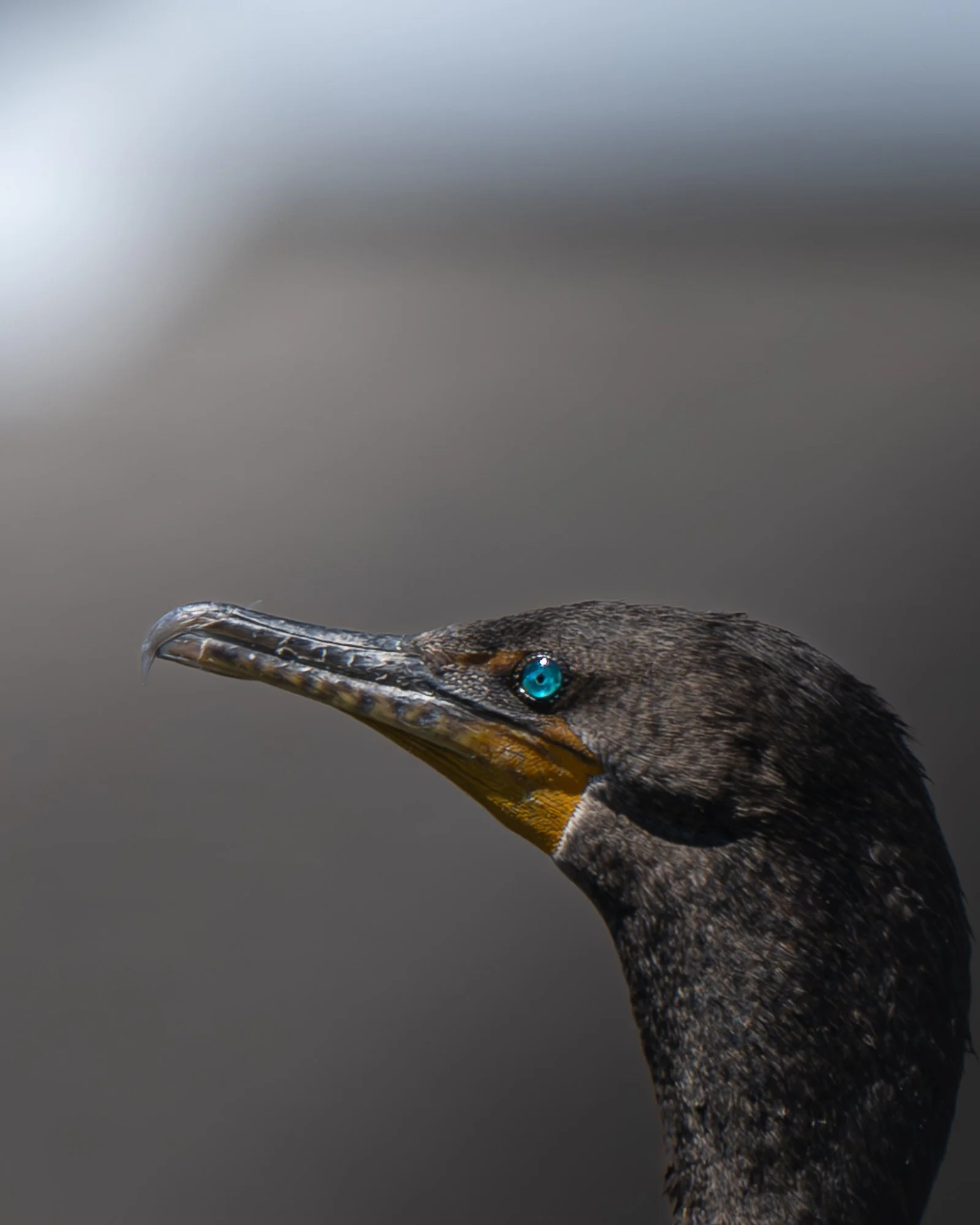 A close-up of a bird's head with a striking, bright blue eye and a long, pointed beak, against a blurred, neutral background.