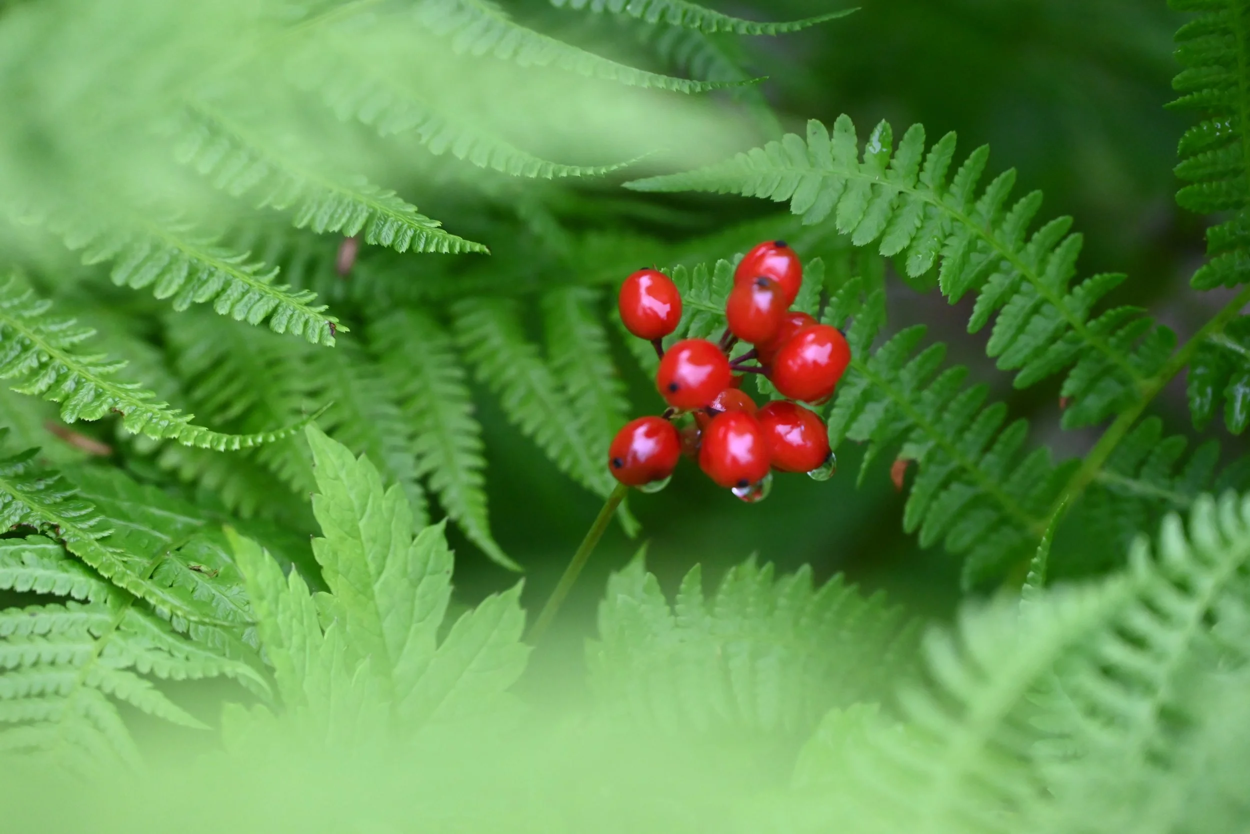 Close-up of bright red berries on green fern leaves.