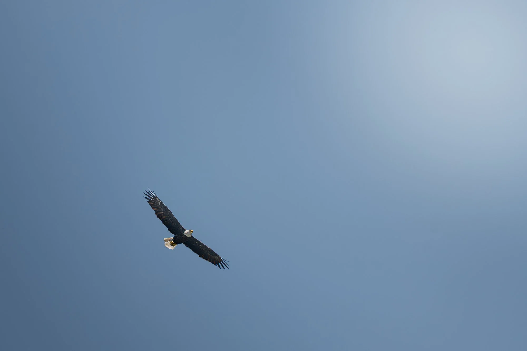 A bald eagle soaring with wings spread wide against a clear blue sky.