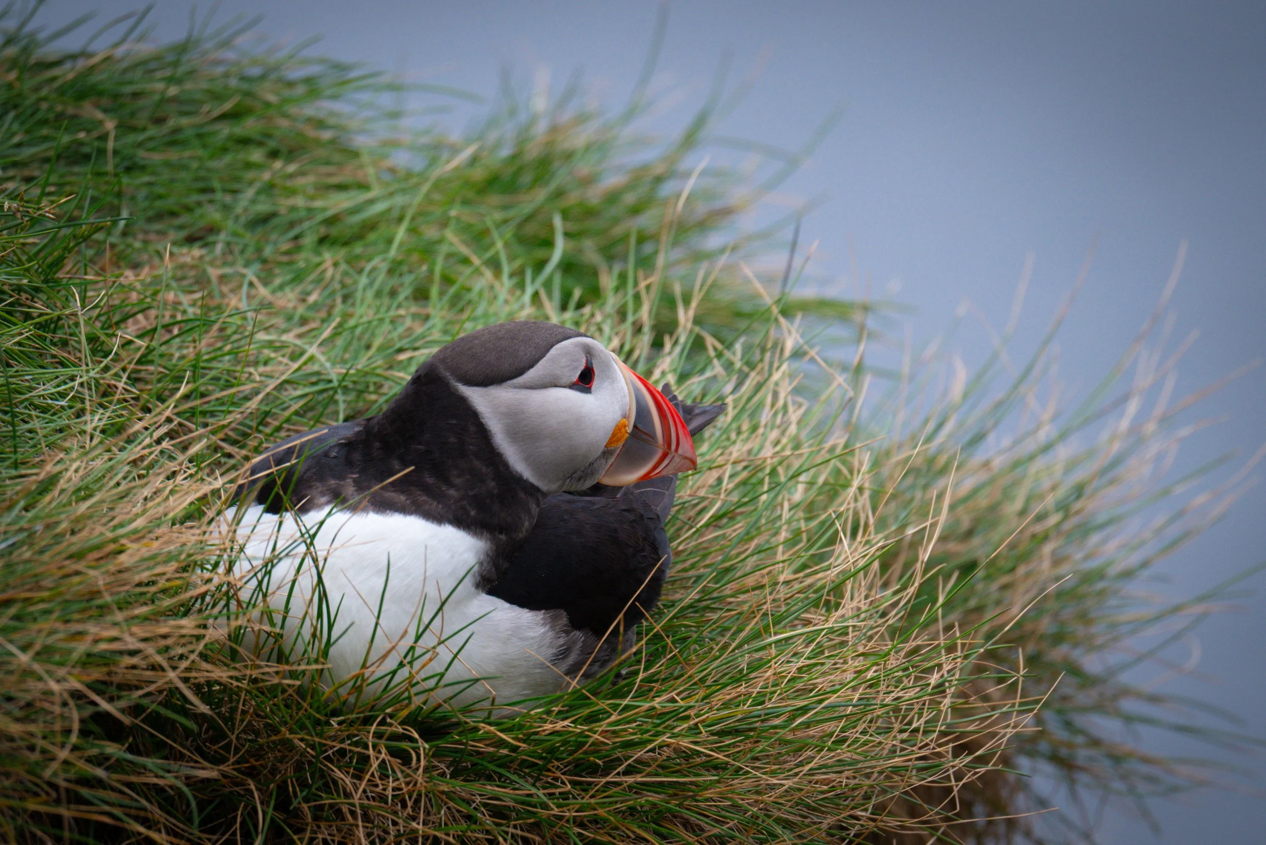 A puffin lying on the grass near the water, with a backdrop of blue sky and water.