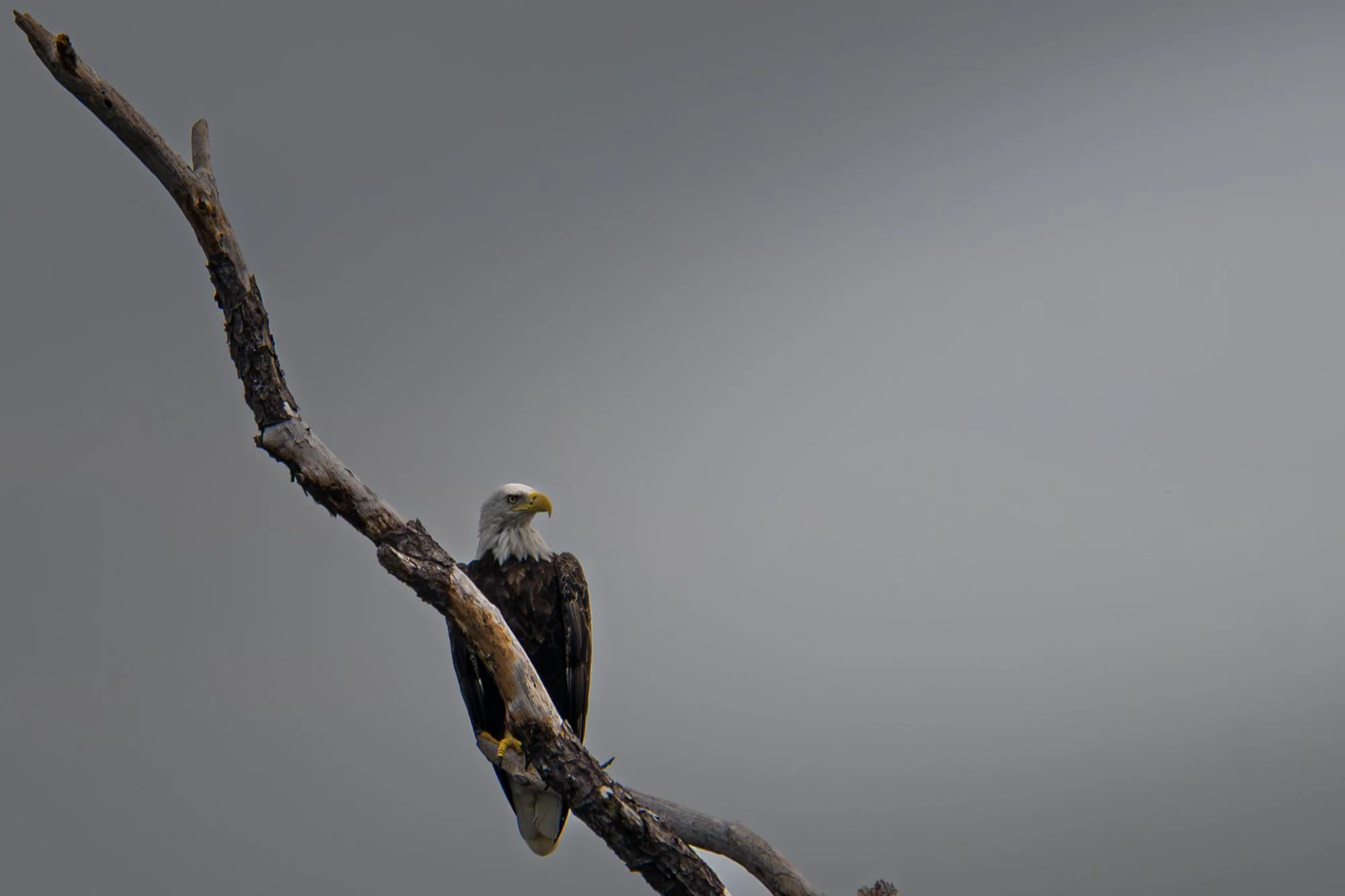 A bald eagle perched on a diagonal tree branch against a gray sky.