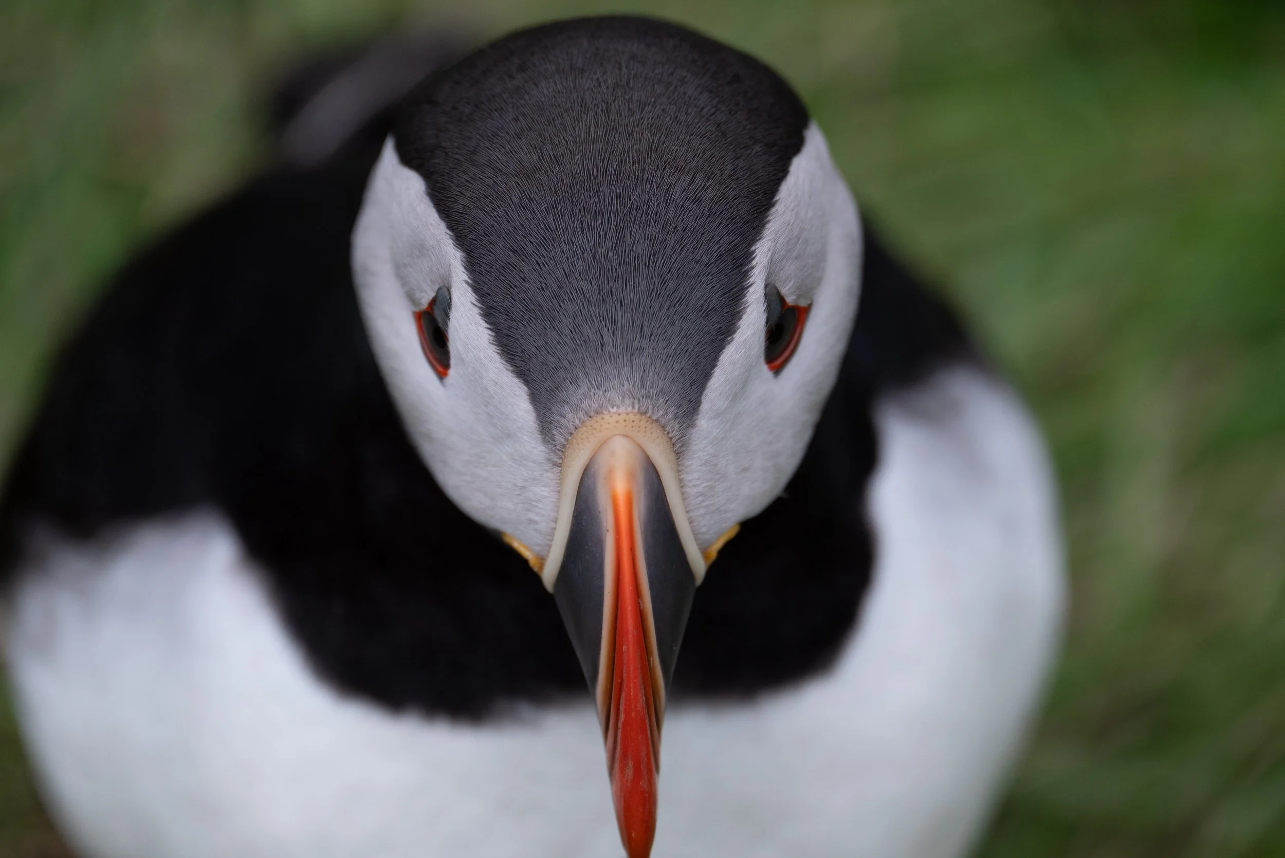 A close-up of a puffin species' face showing black and white plumage, orange beak, and reddish eye, with a blurred green background.