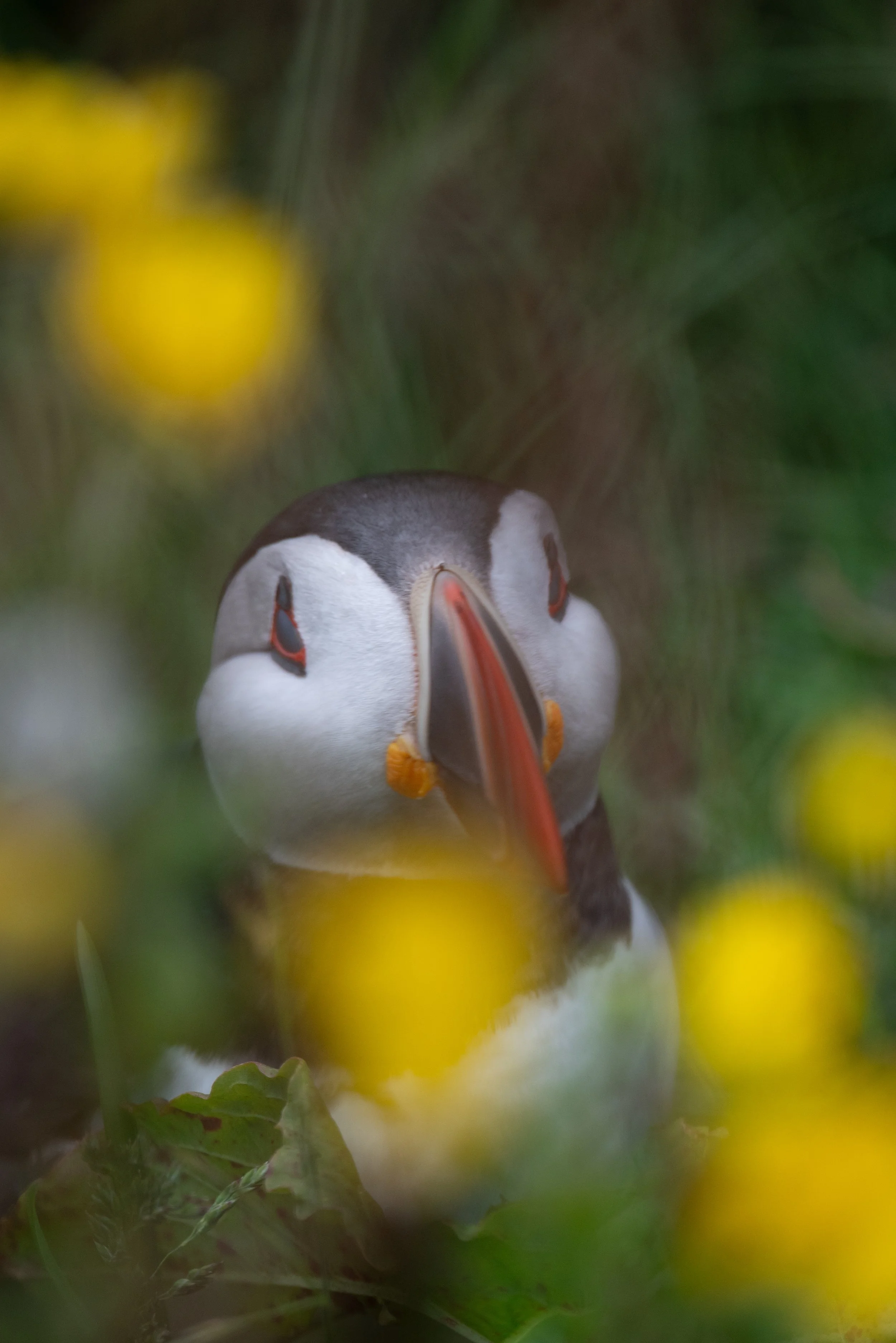 A puffin bird peeking through green foliage with yellow flowers in the foreground.