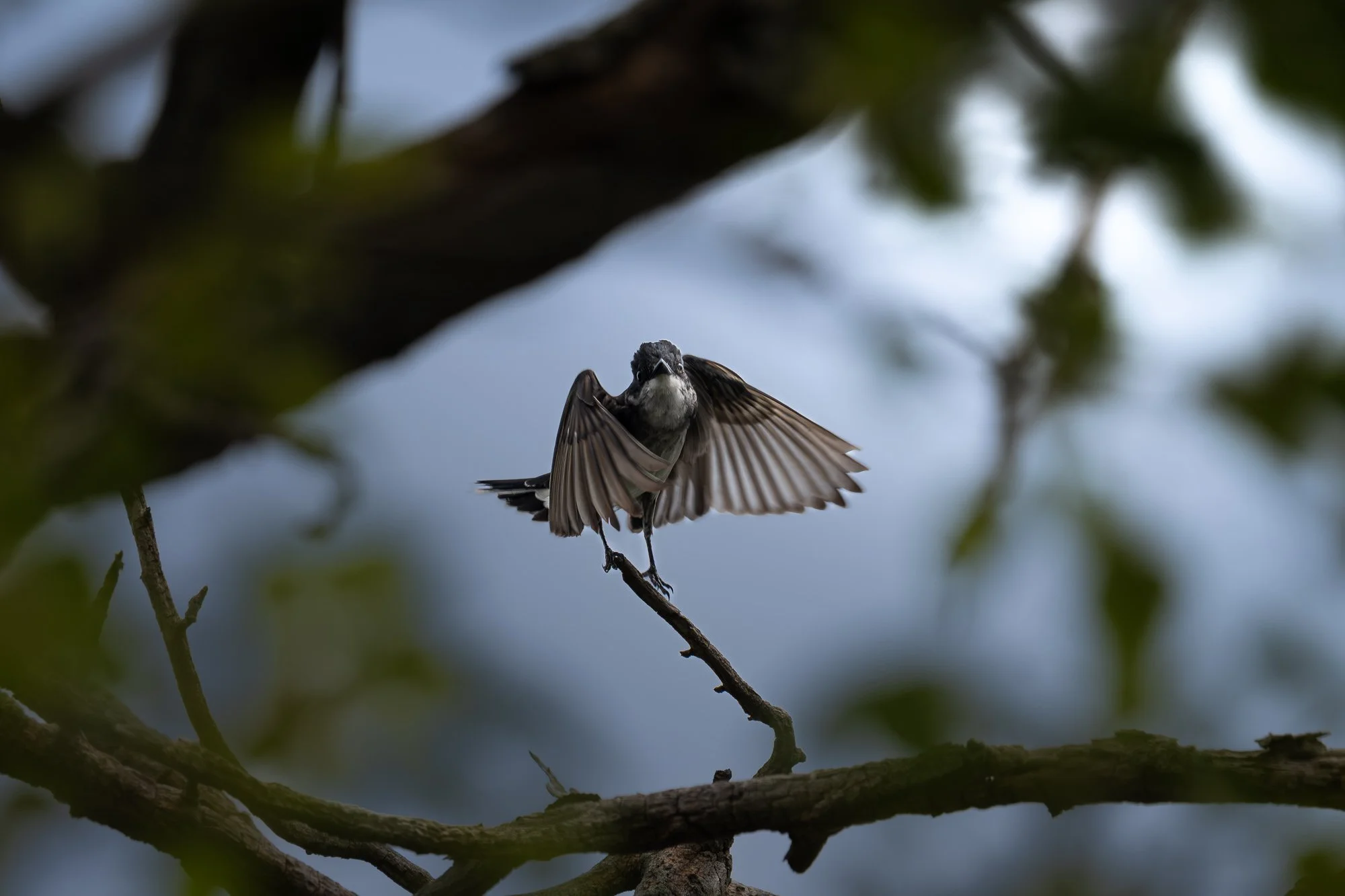 A bird with outstretched wings perched on a tree branch, view from below, with blurred leaves and sky in the background.