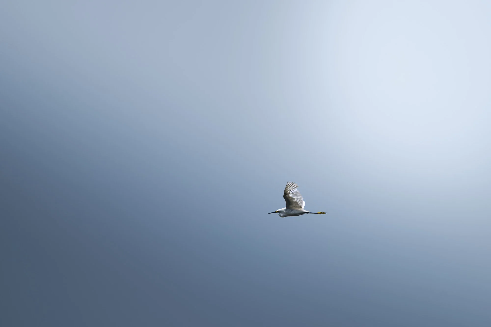 A white bird flying against a clear, slightly overcast sky.