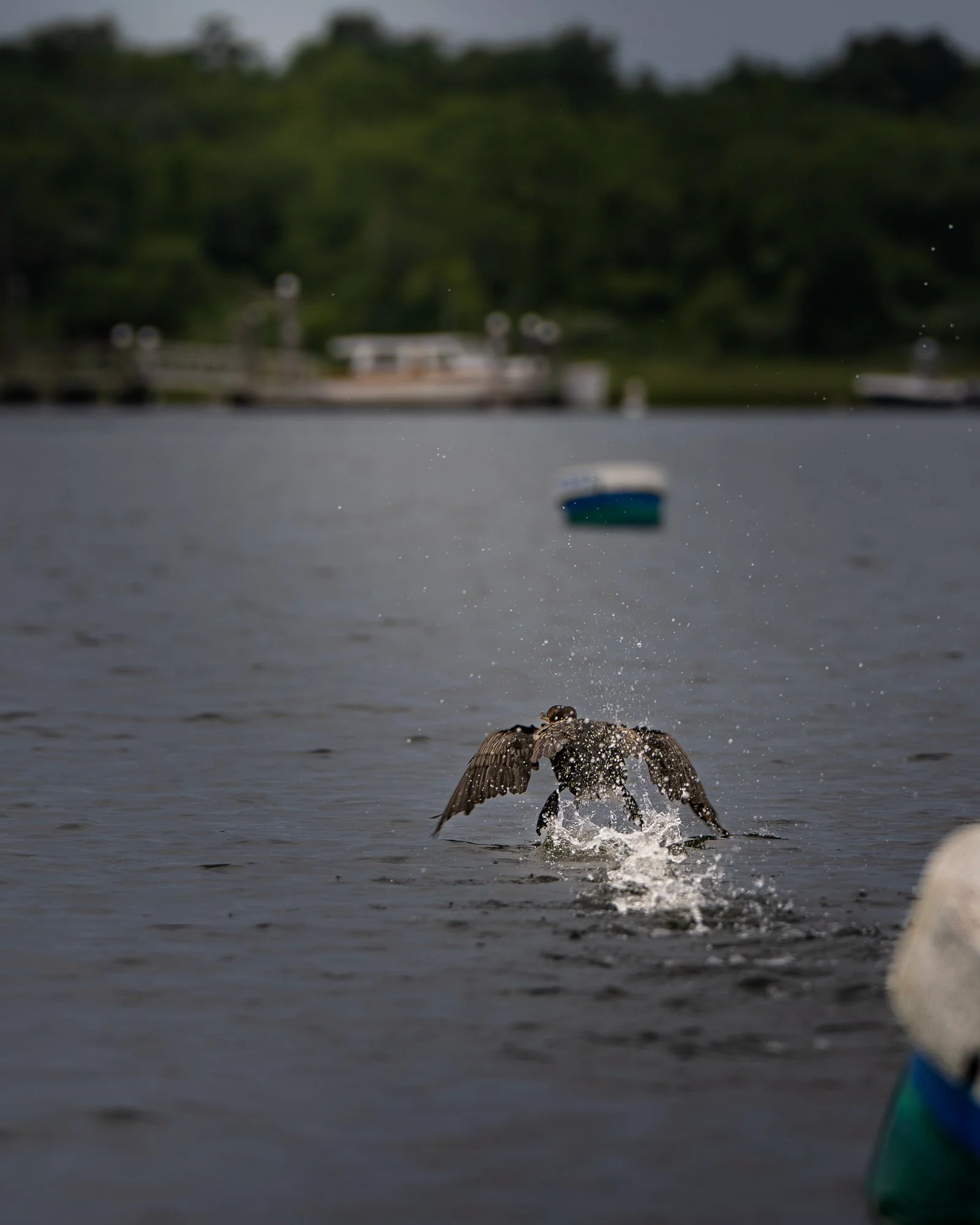 A bird taking off from a body of water with spray and ripples, with a blurred background of trees, boats, and a cloudy sky.