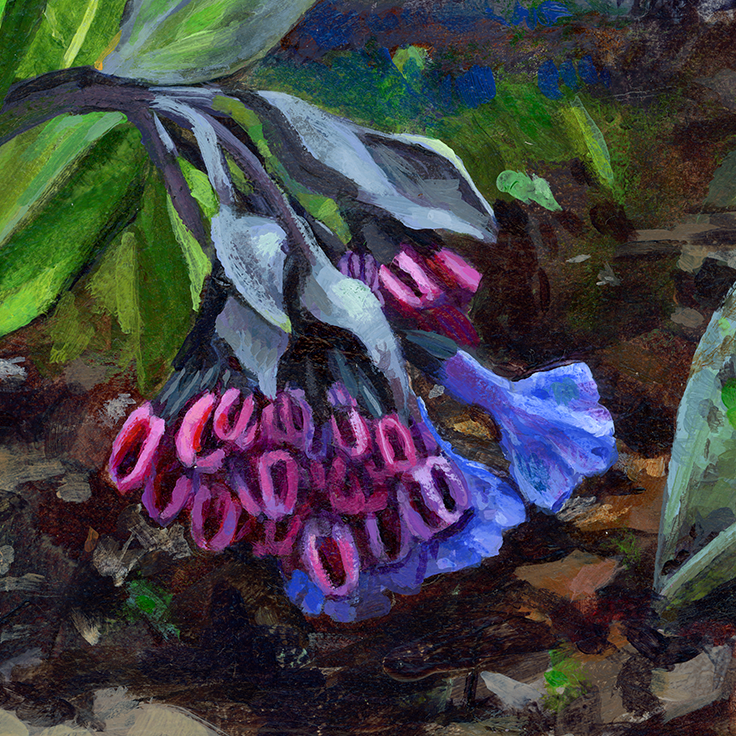 2026_09_Mertensia-crop1.png