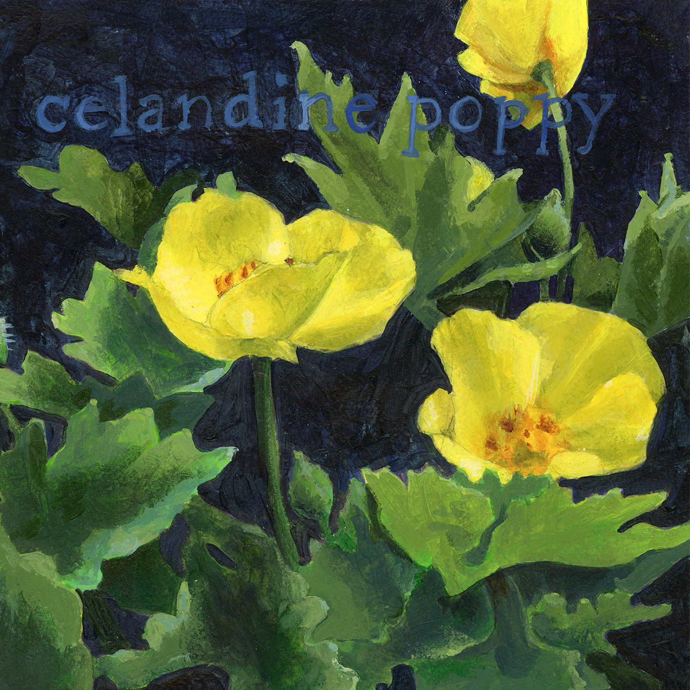 2026_07_celandine_poppy-crop1.png