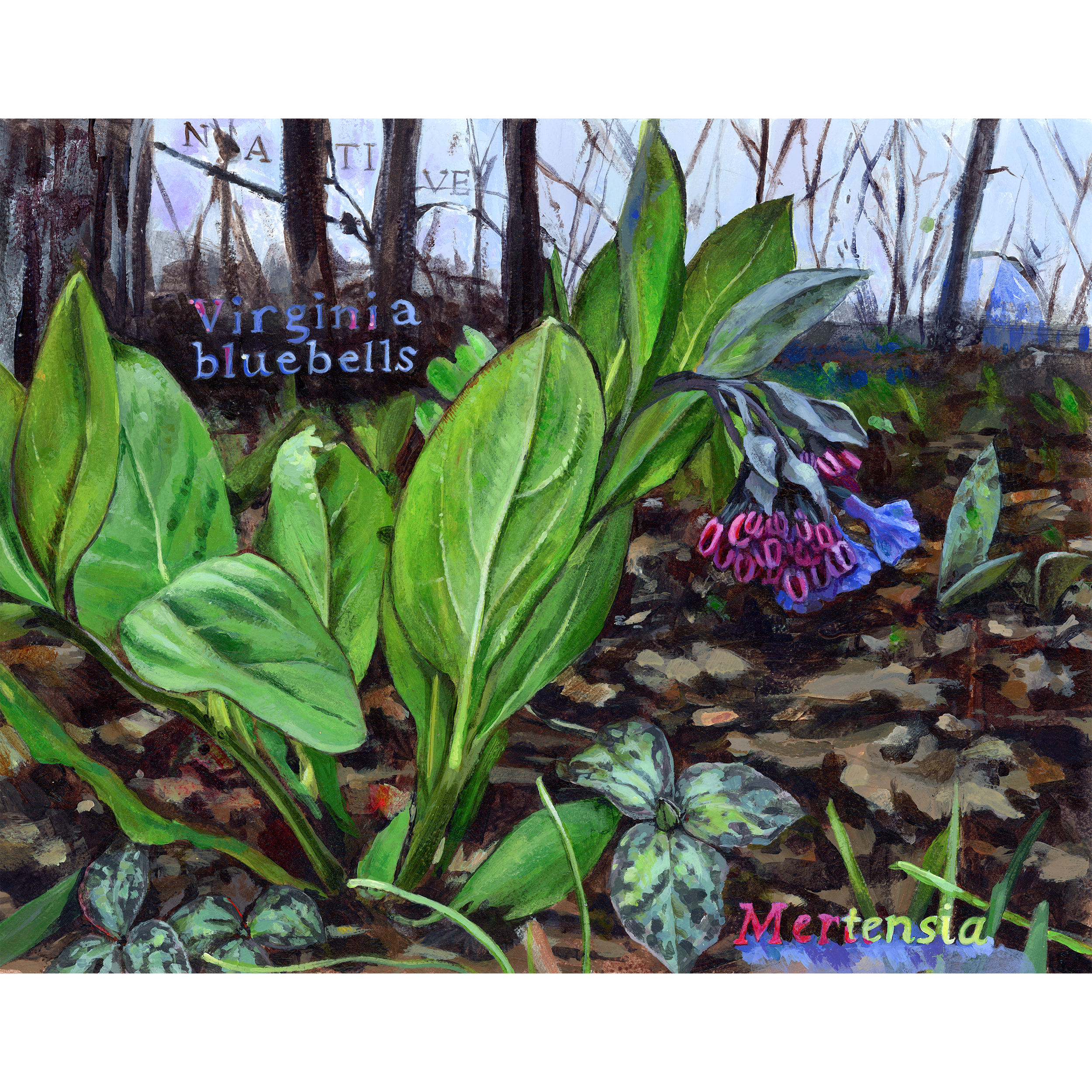 Native bluebells 2026