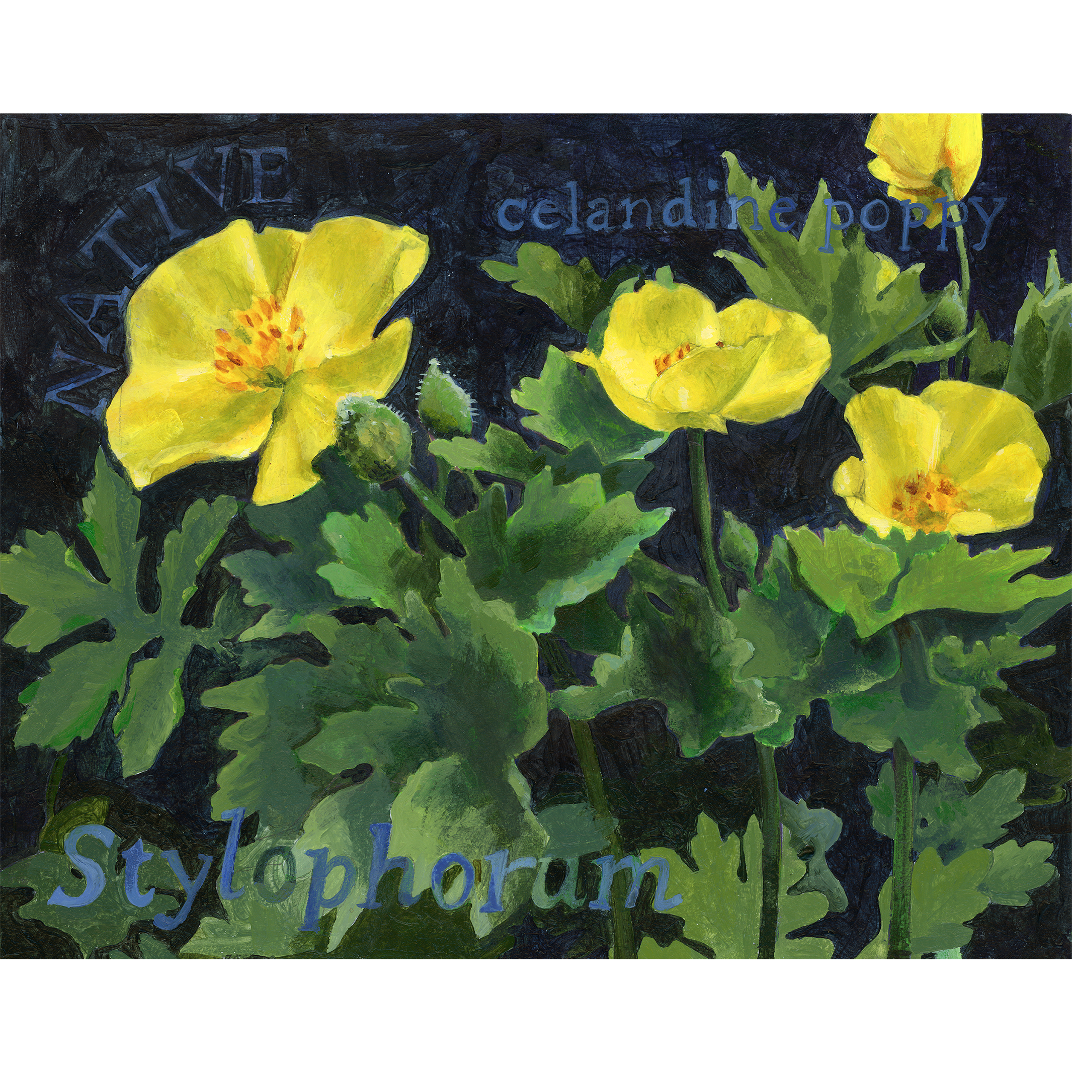 Native_Poppy_2026