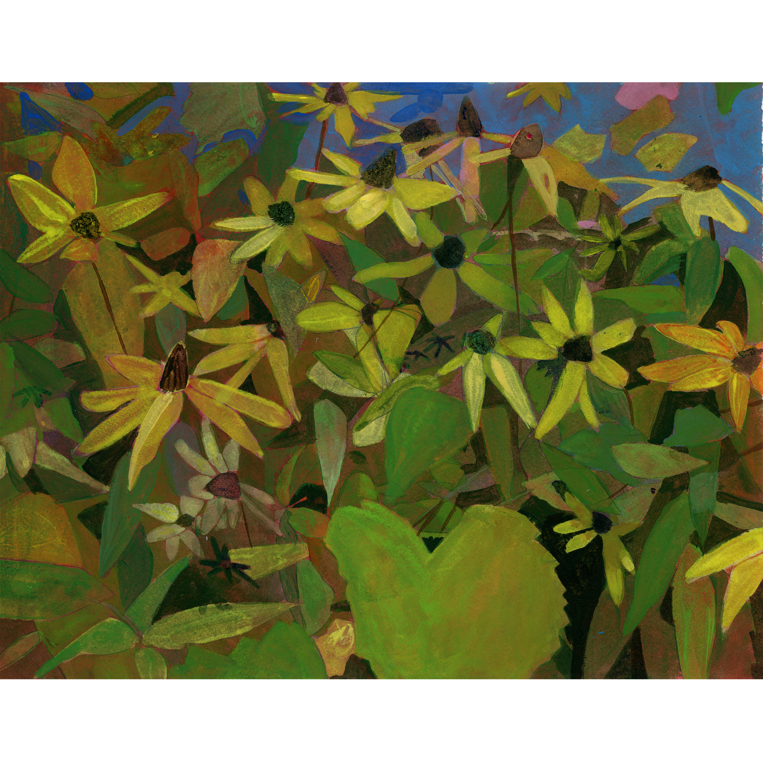 Rudbeckia_2025