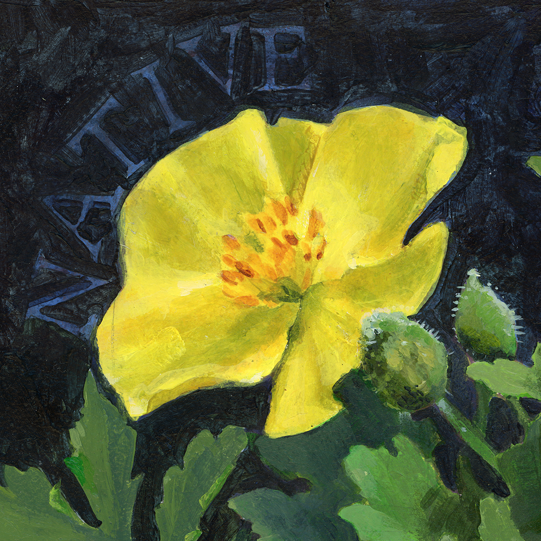 2026_07_celandine_poppy-crop2.png