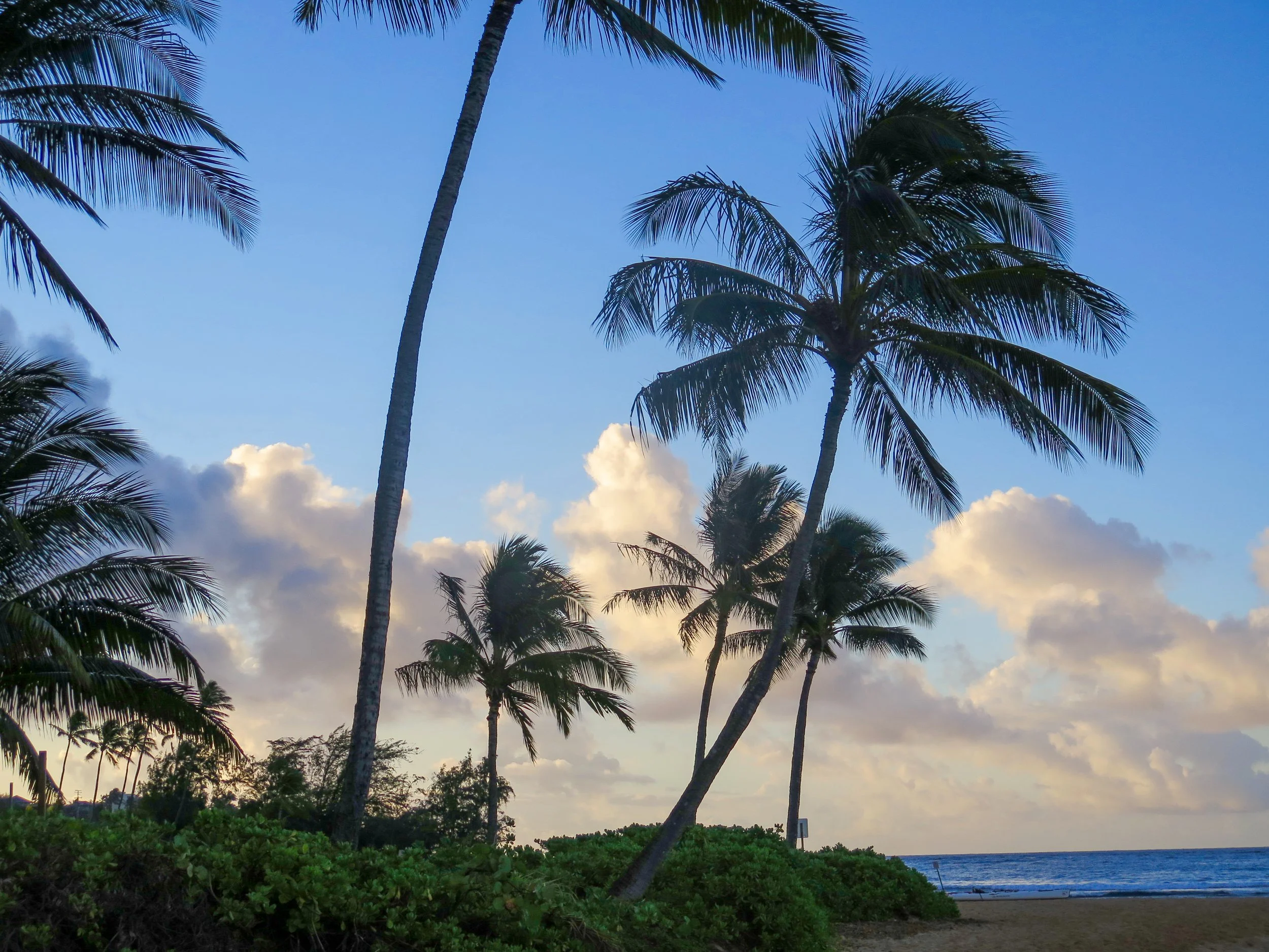 Hawaii Palm Trees.jpg