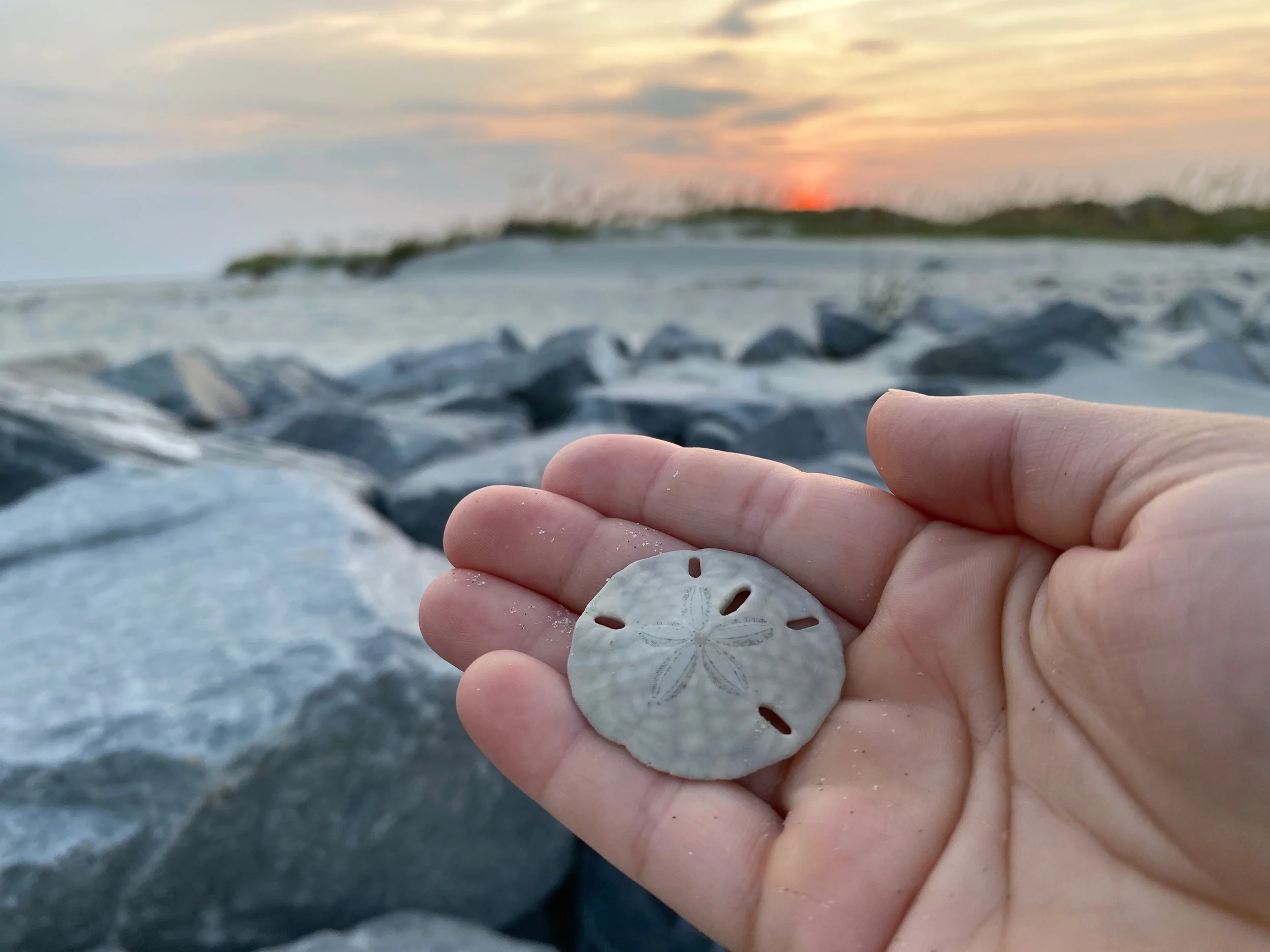 Holding a sand dollar near the Sunset Beach jetty at sunset, with the sun low over the water in the background.