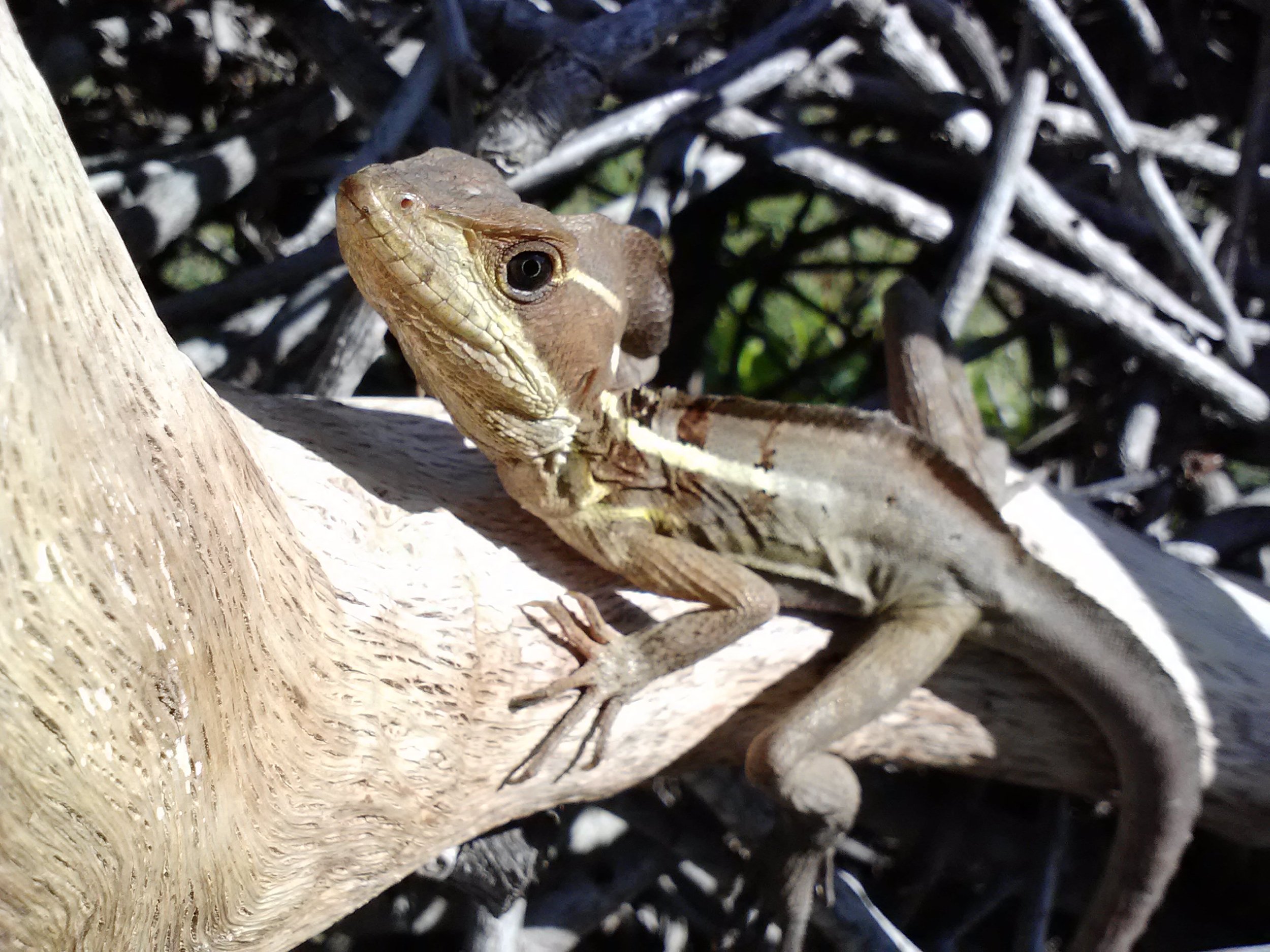 1852.jpg
